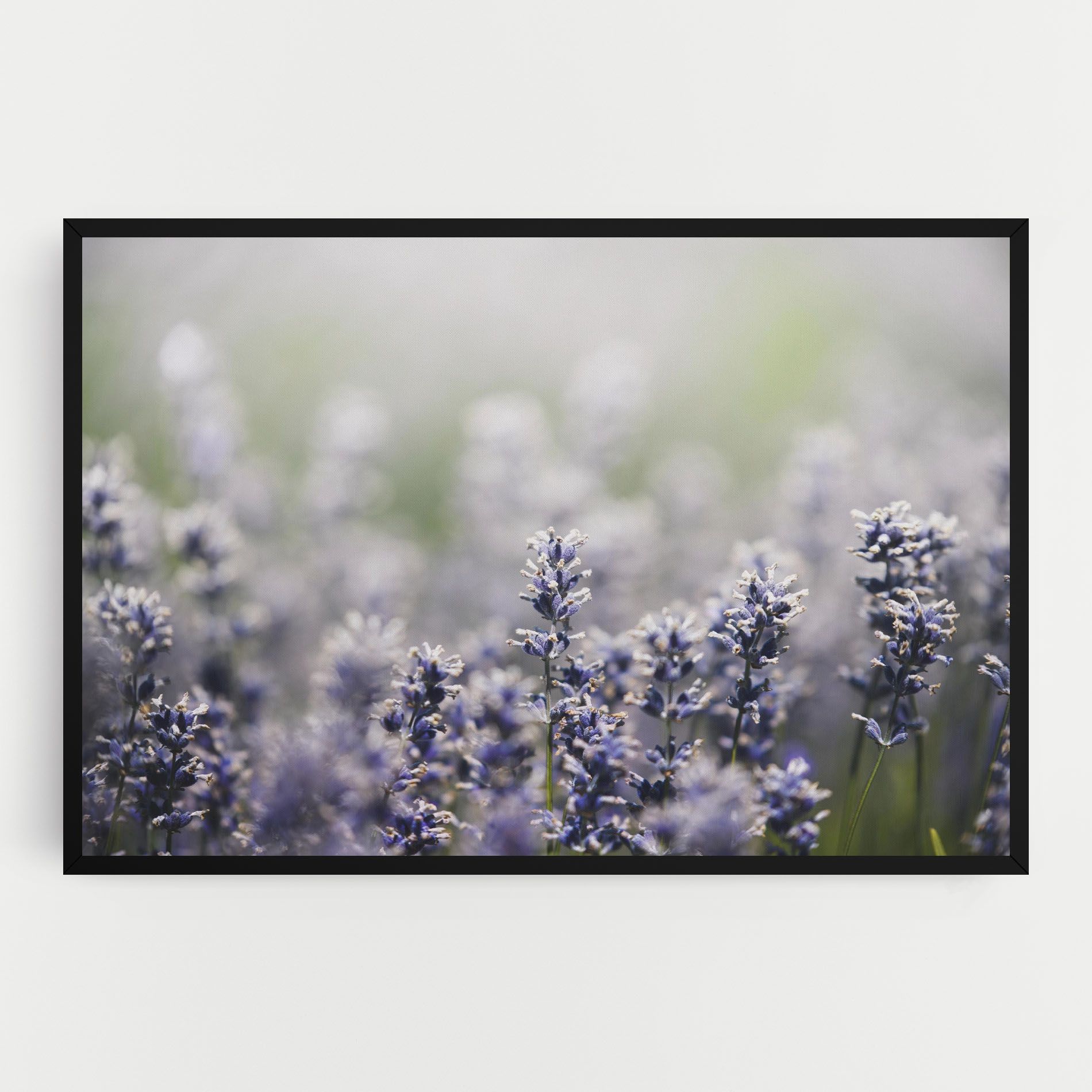 White Purple Wild mockup 0
