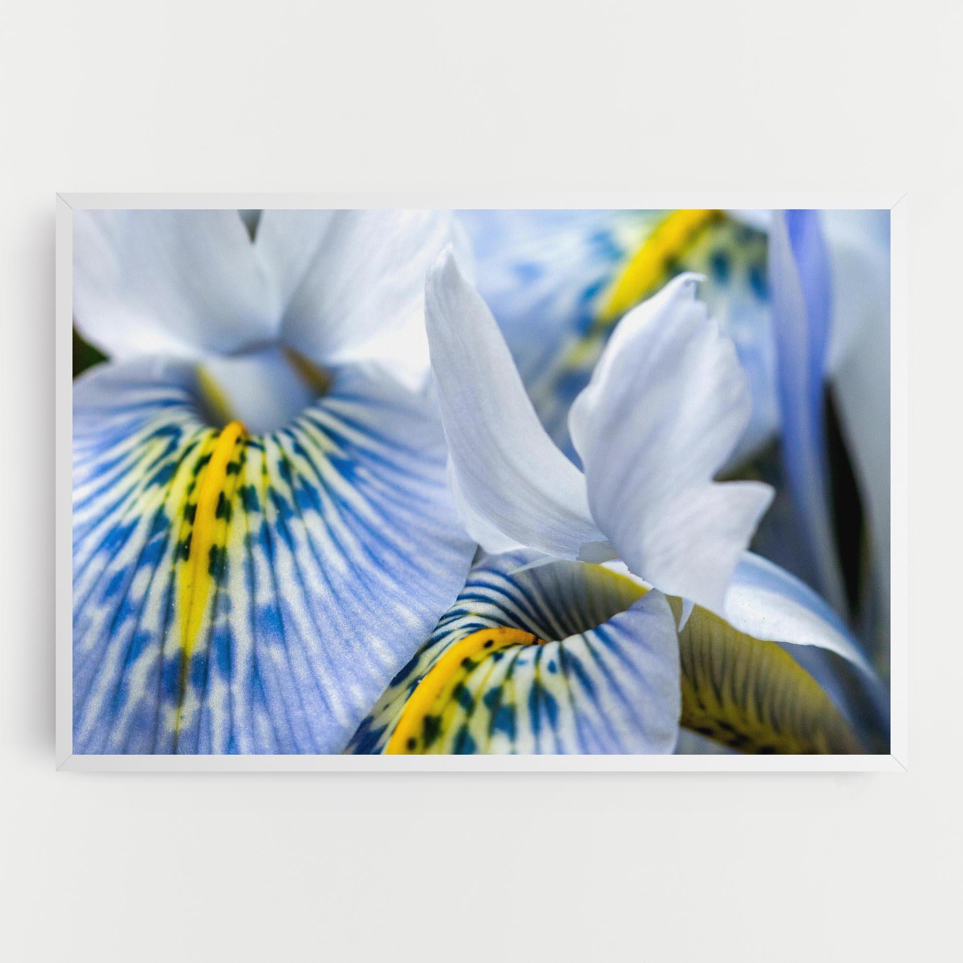 Leinwandbild Blue Yellow Iris mockup 0