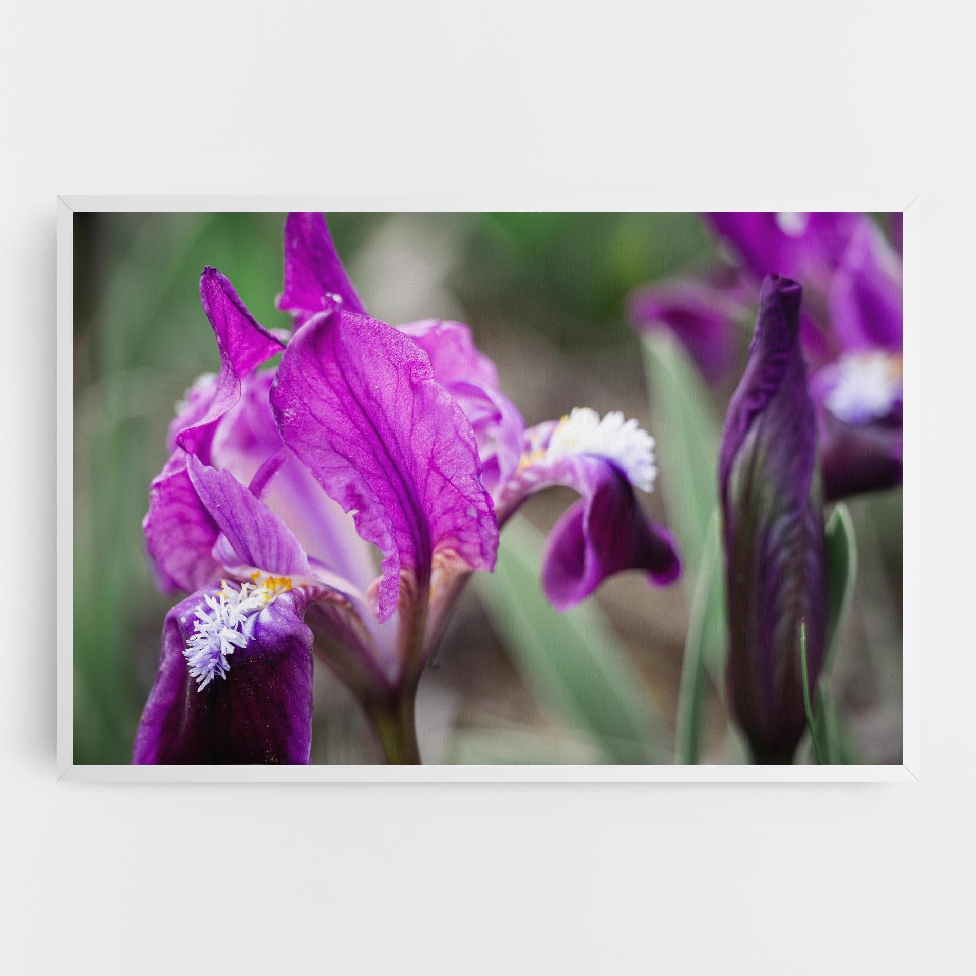 Leinwandbild Dark Pink Iris mockup 0
