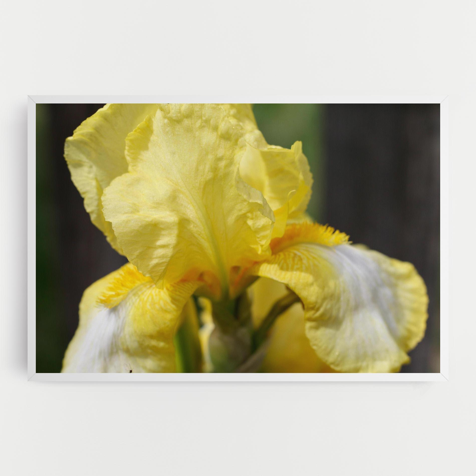 Leinwandbild Garden Yellow Iris mockup 0