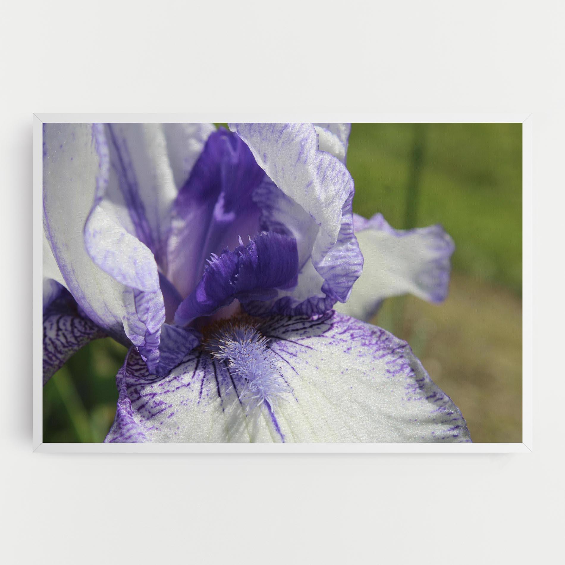 Leinwandbild White Purple Iris mockup 0