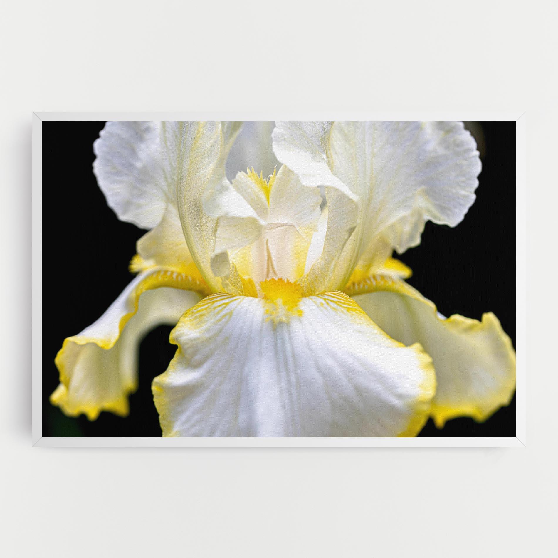Leinwandbild White Yellow Iris mockup 0