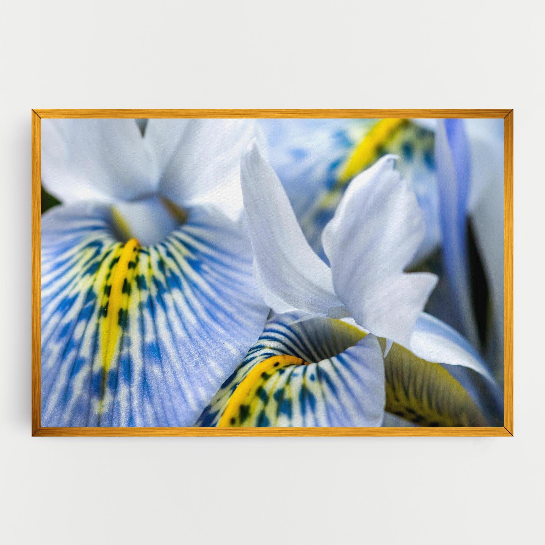 Leinwandbild Blue Yellow Iris mockup 0