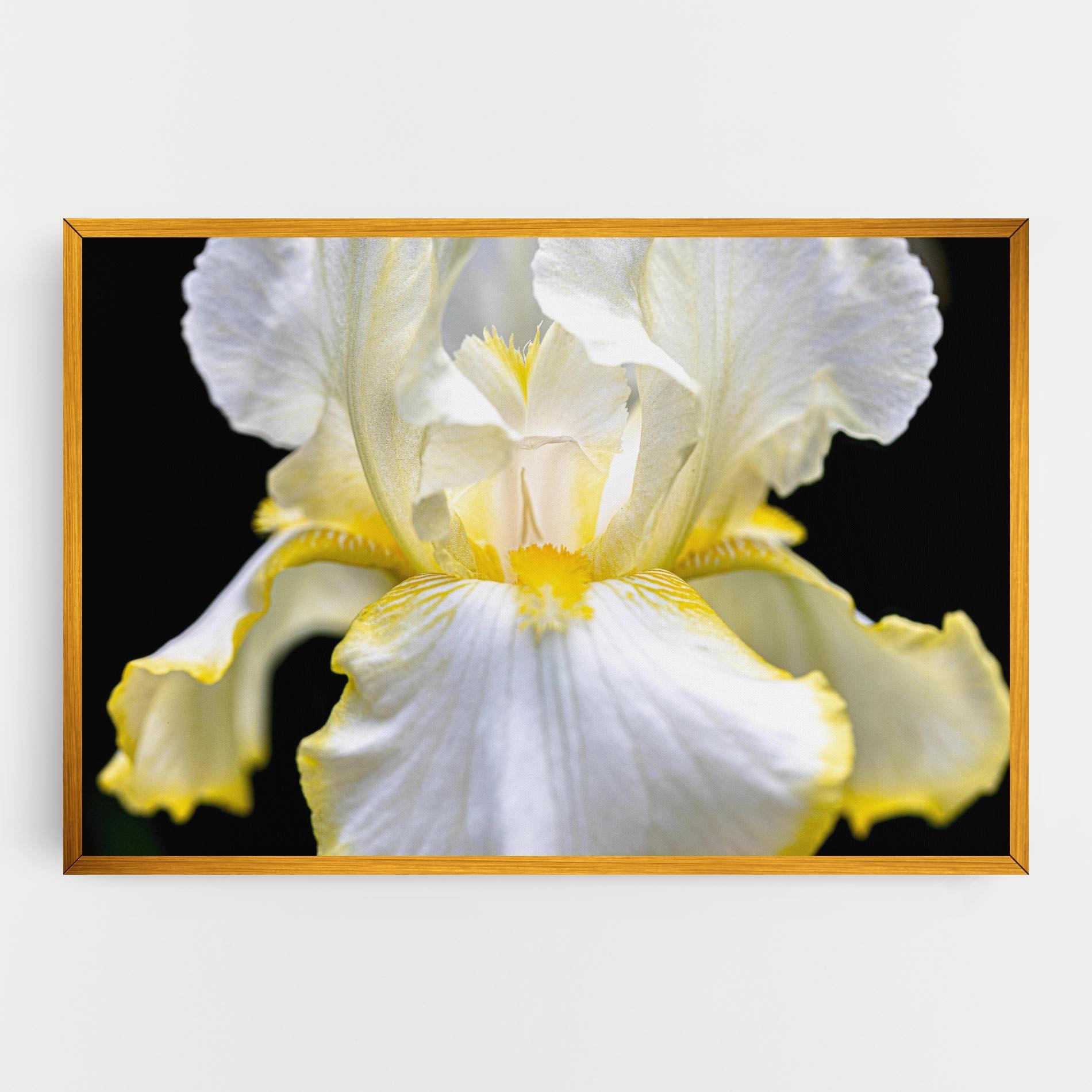 Leinwandbild White Yellow Iris mockup 0