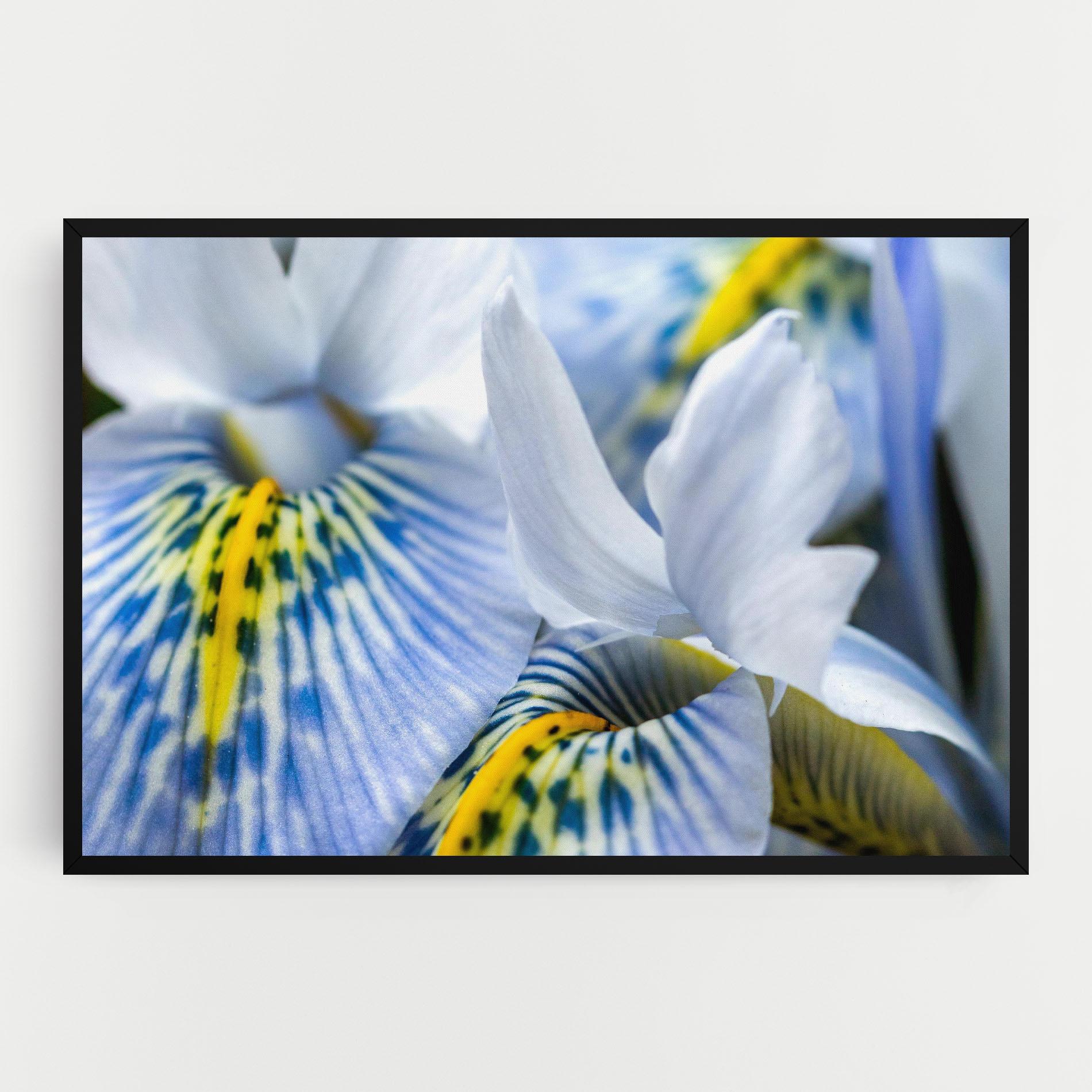 Leinwandbild Blue Yellow Iris mockup 0