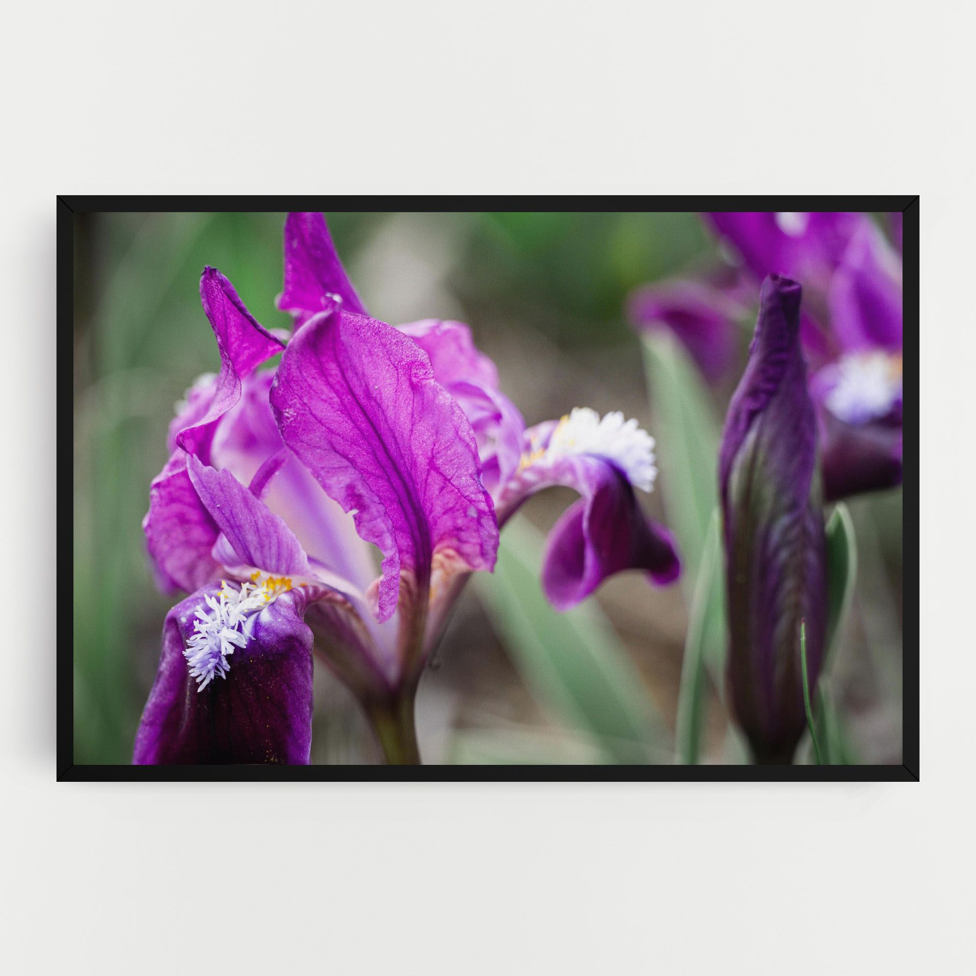 Dark Pink Iris mockup 0