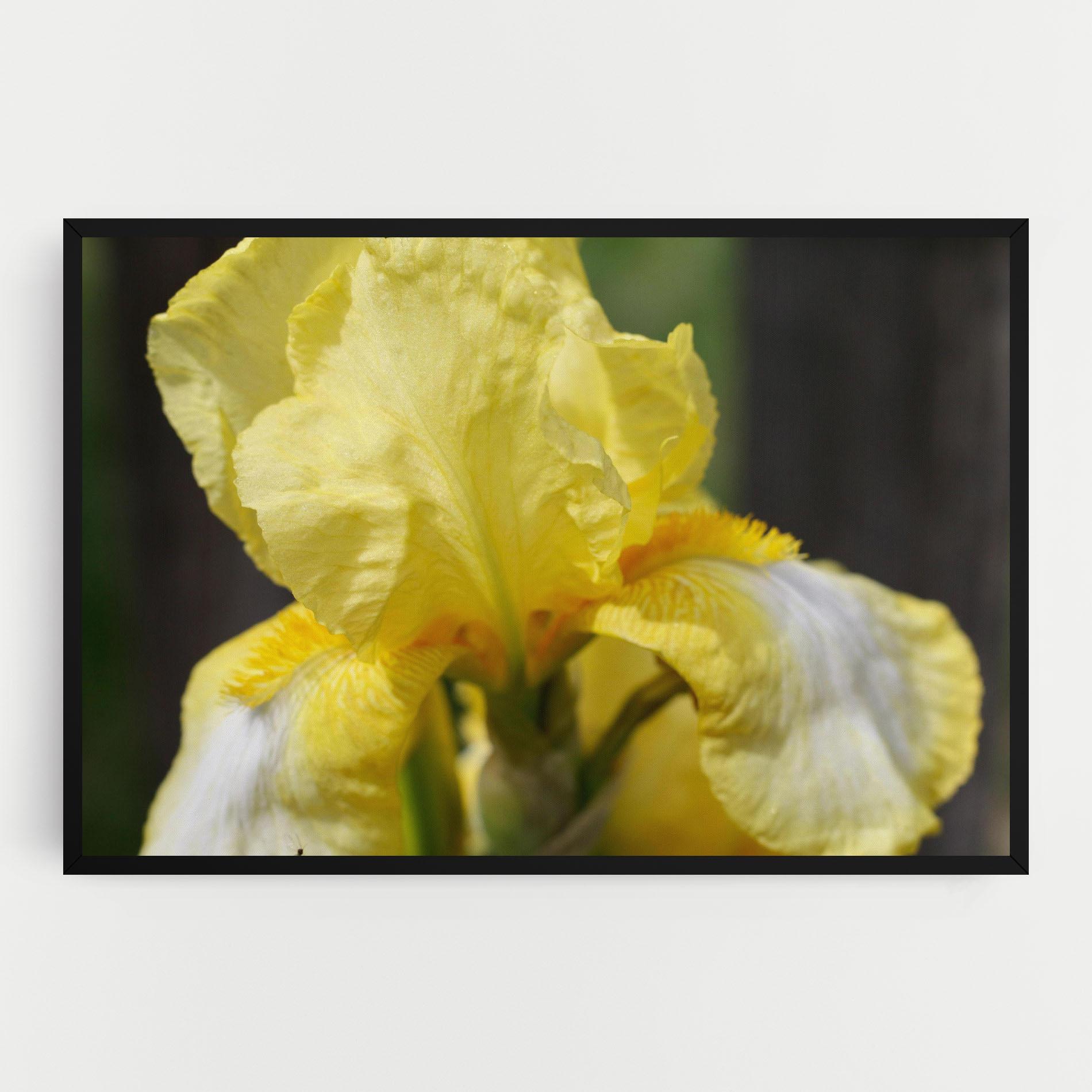 Leinwandbild Garden Yellow Iris mockup 0