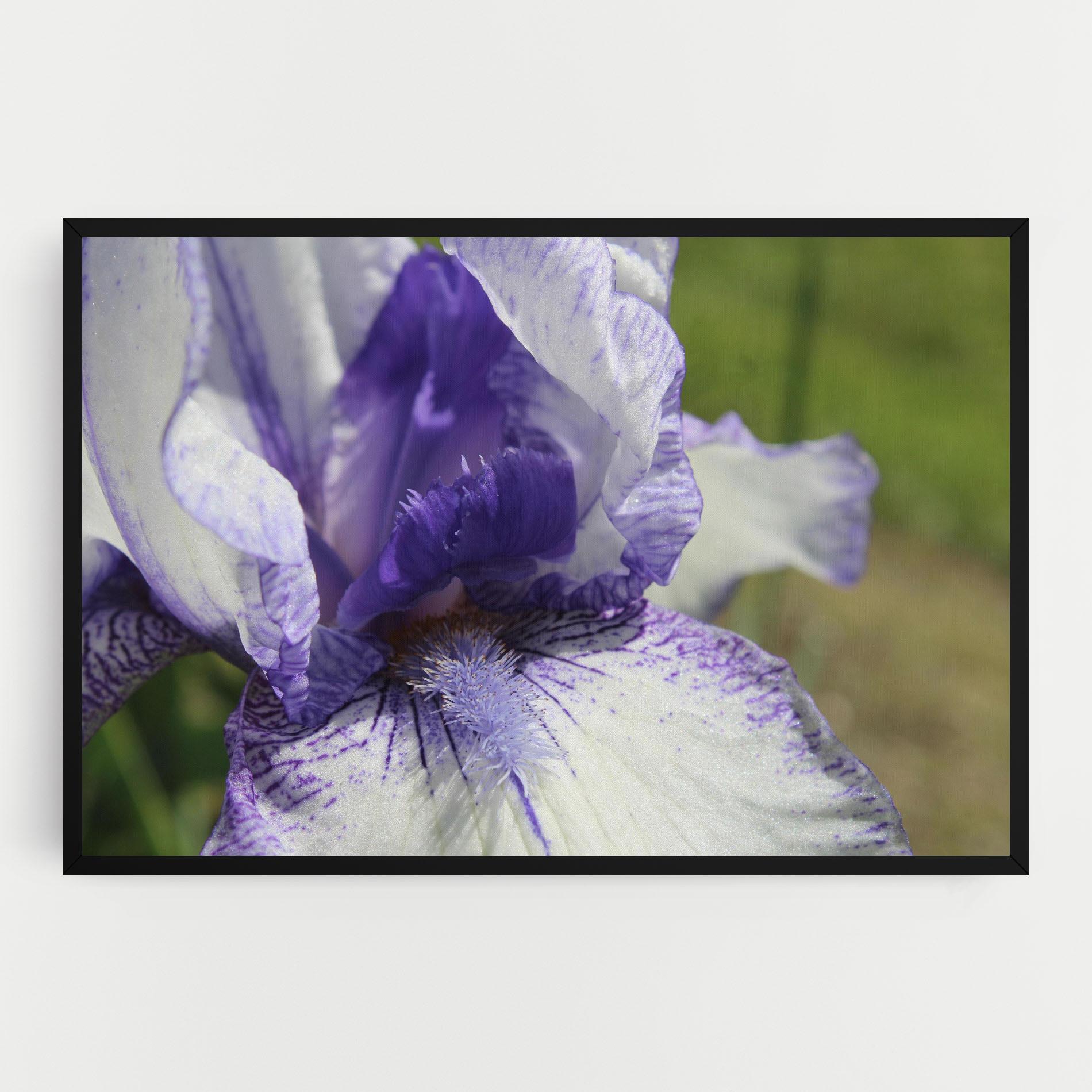 Leinwandbild White Purple Iris mockup 0