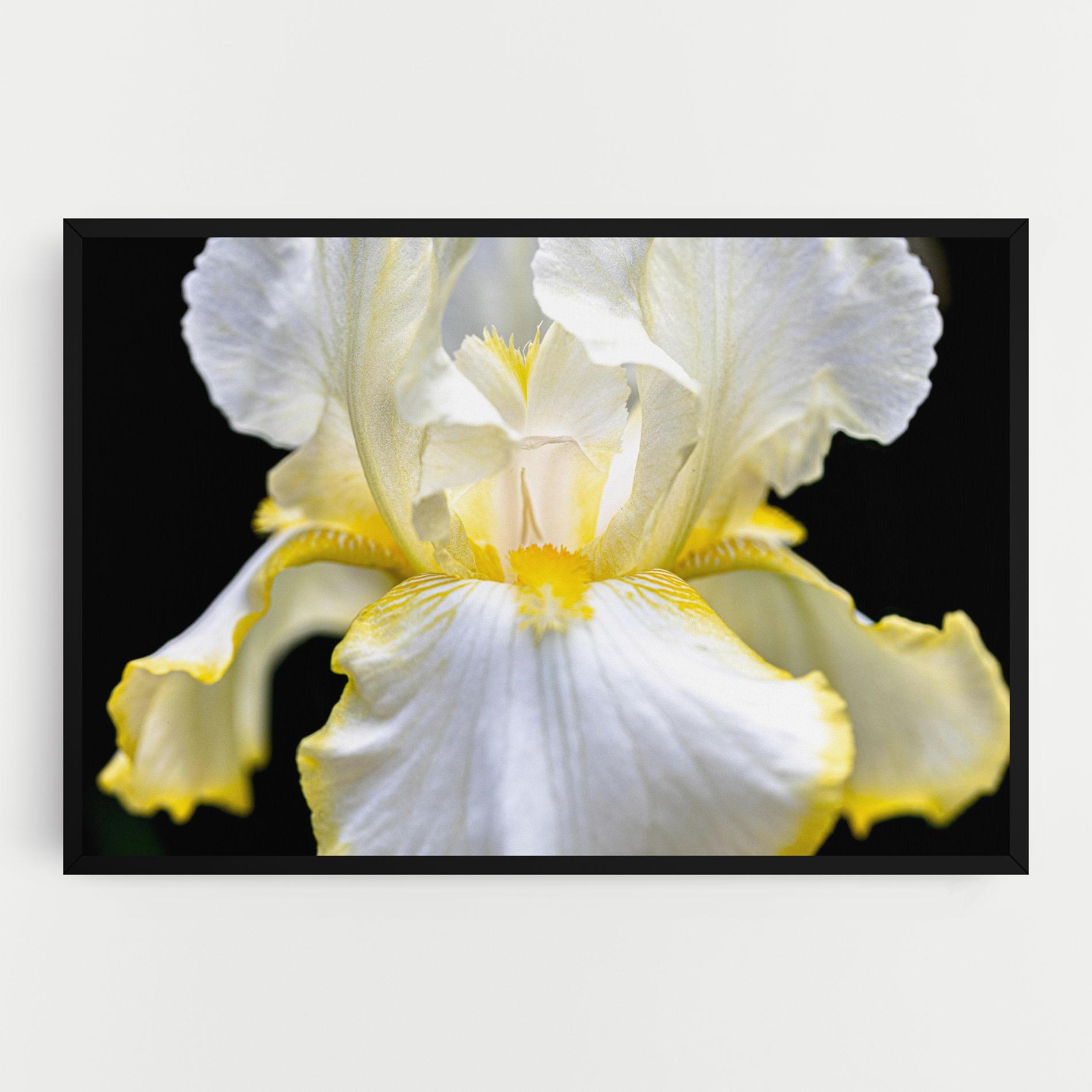 Leinwandbild White Yellow Iris mockup 0