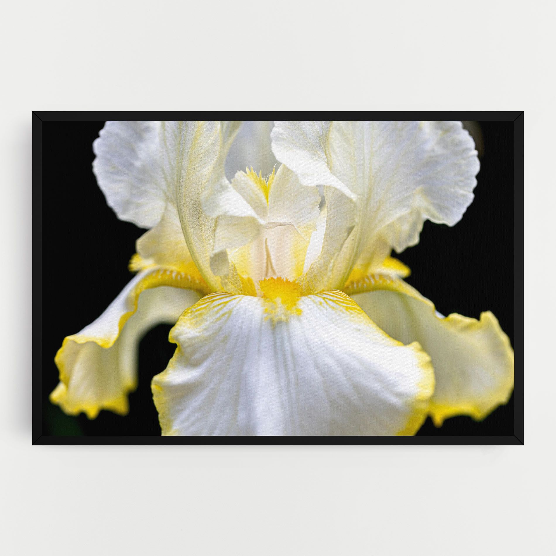 White Yellow Iris mockup 0