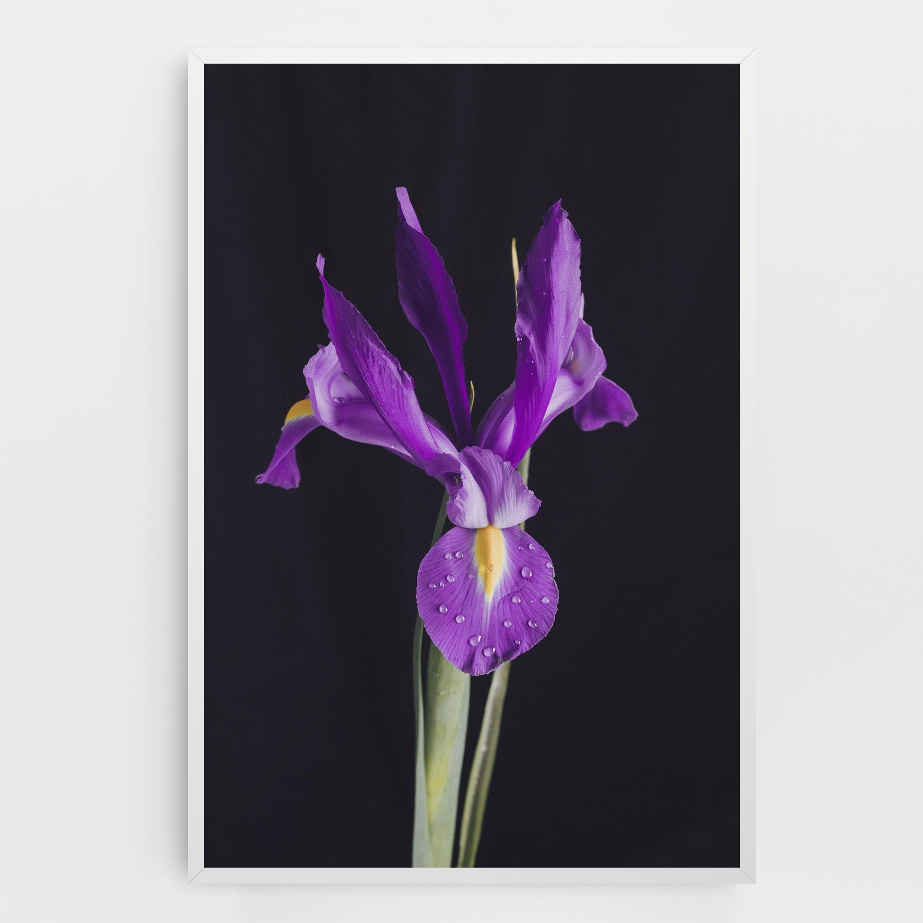 Leinwandbild Fresh Purple Iris mockup 0