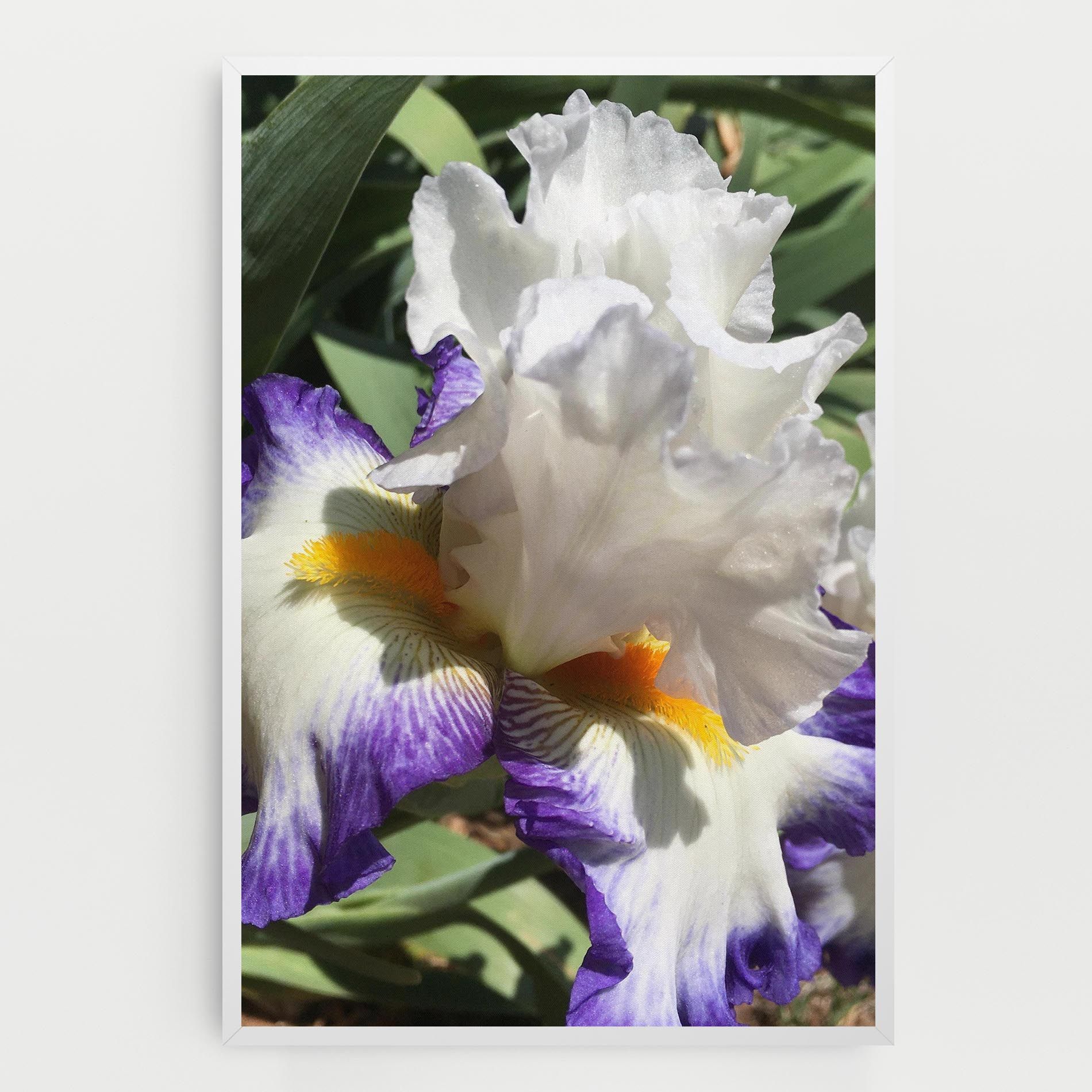 Garden White Purple Irirs mockup 0