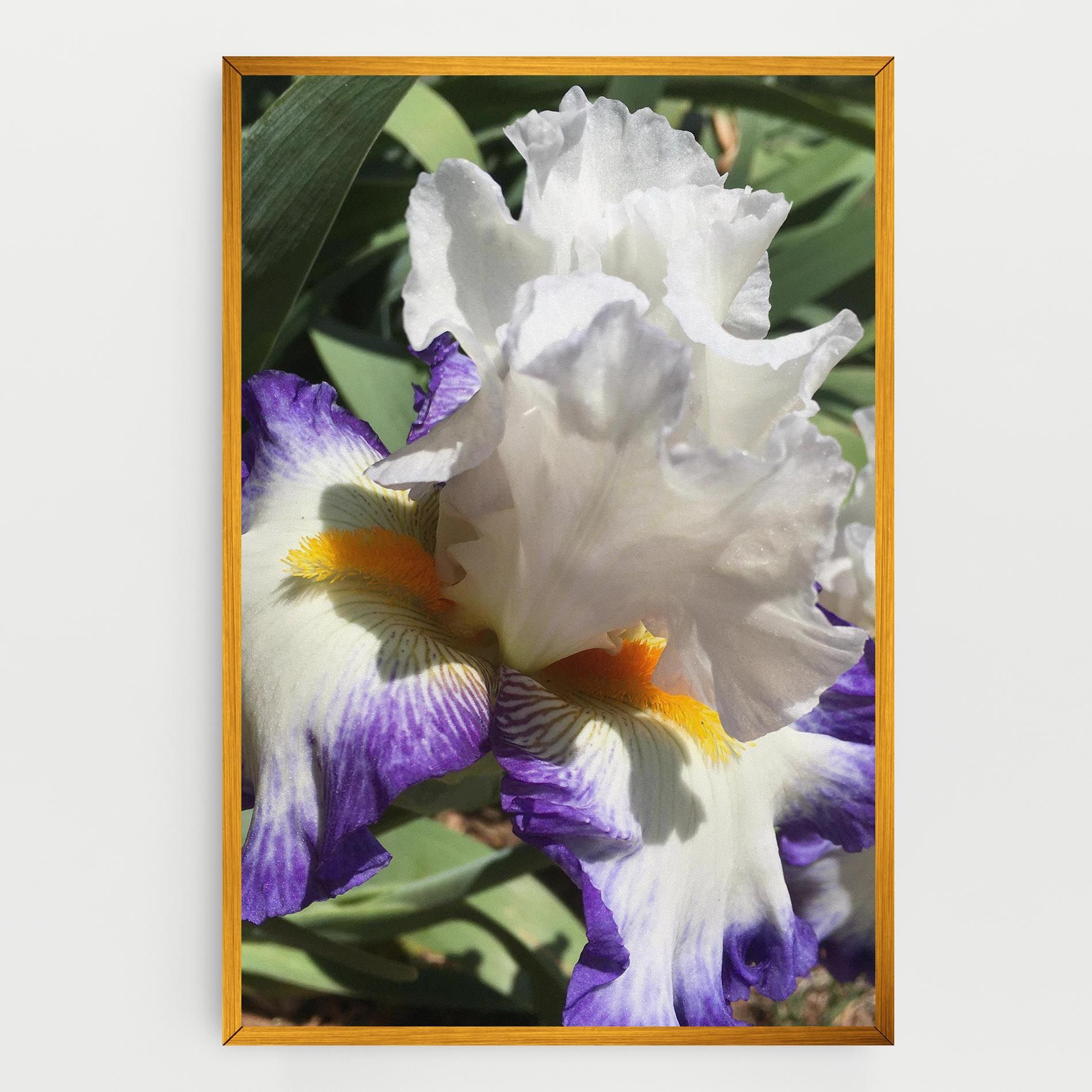 Garden White Purple Irirs mockup 0