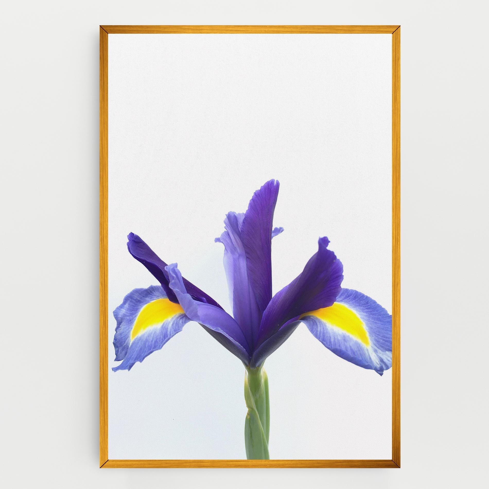 Yellow Color Iris mockup 0