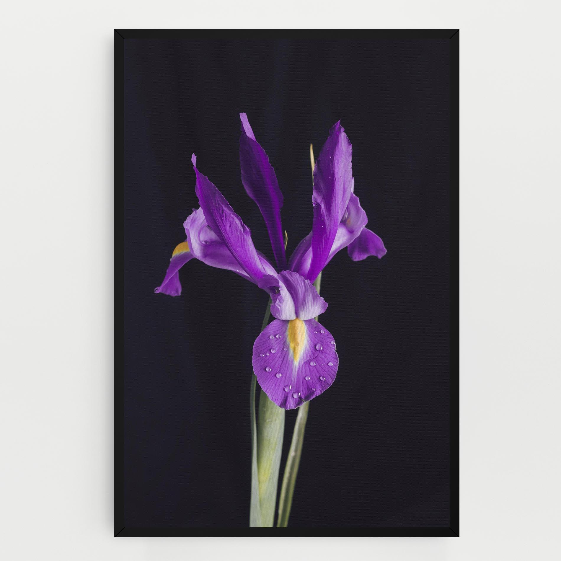Leinwandbild Fresh Purple Iris mockup 0