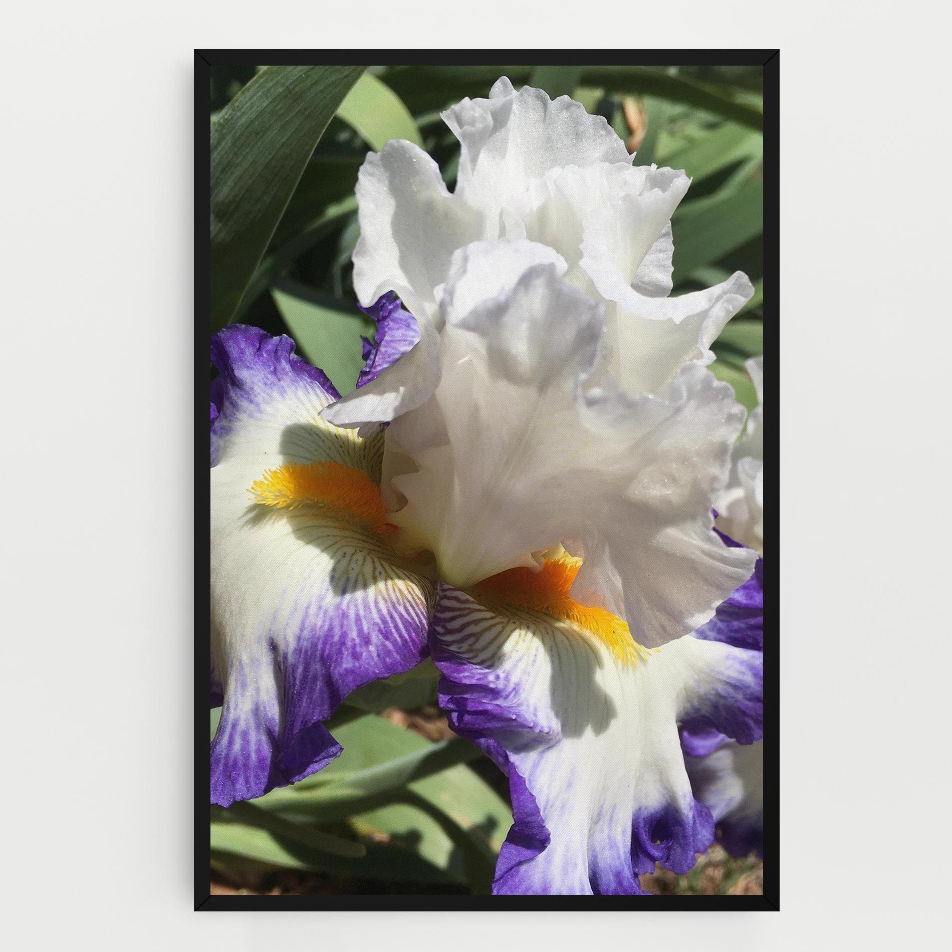 Garden White Purple Irirs mockup 0