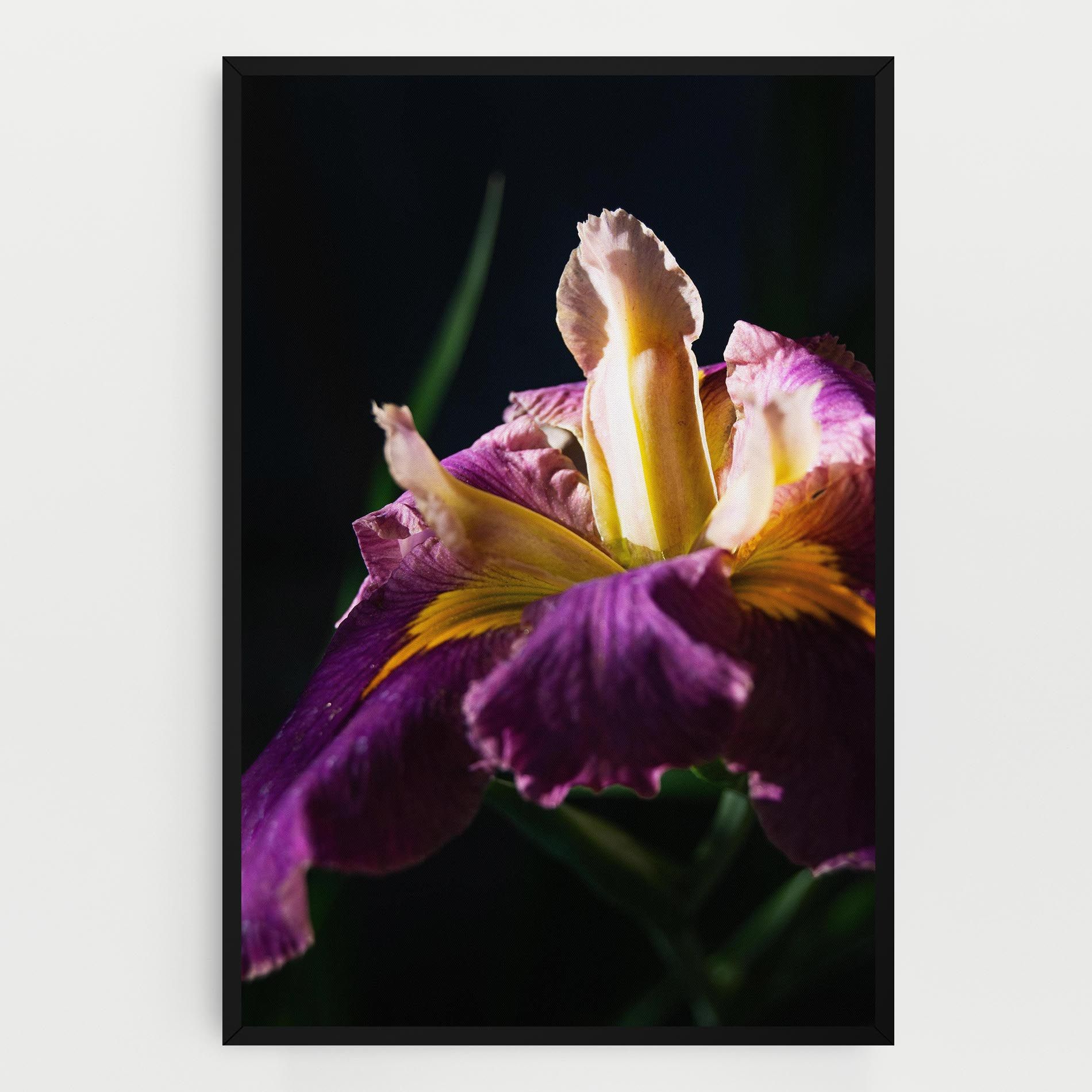 Pastel Yellow Iris mockup 0