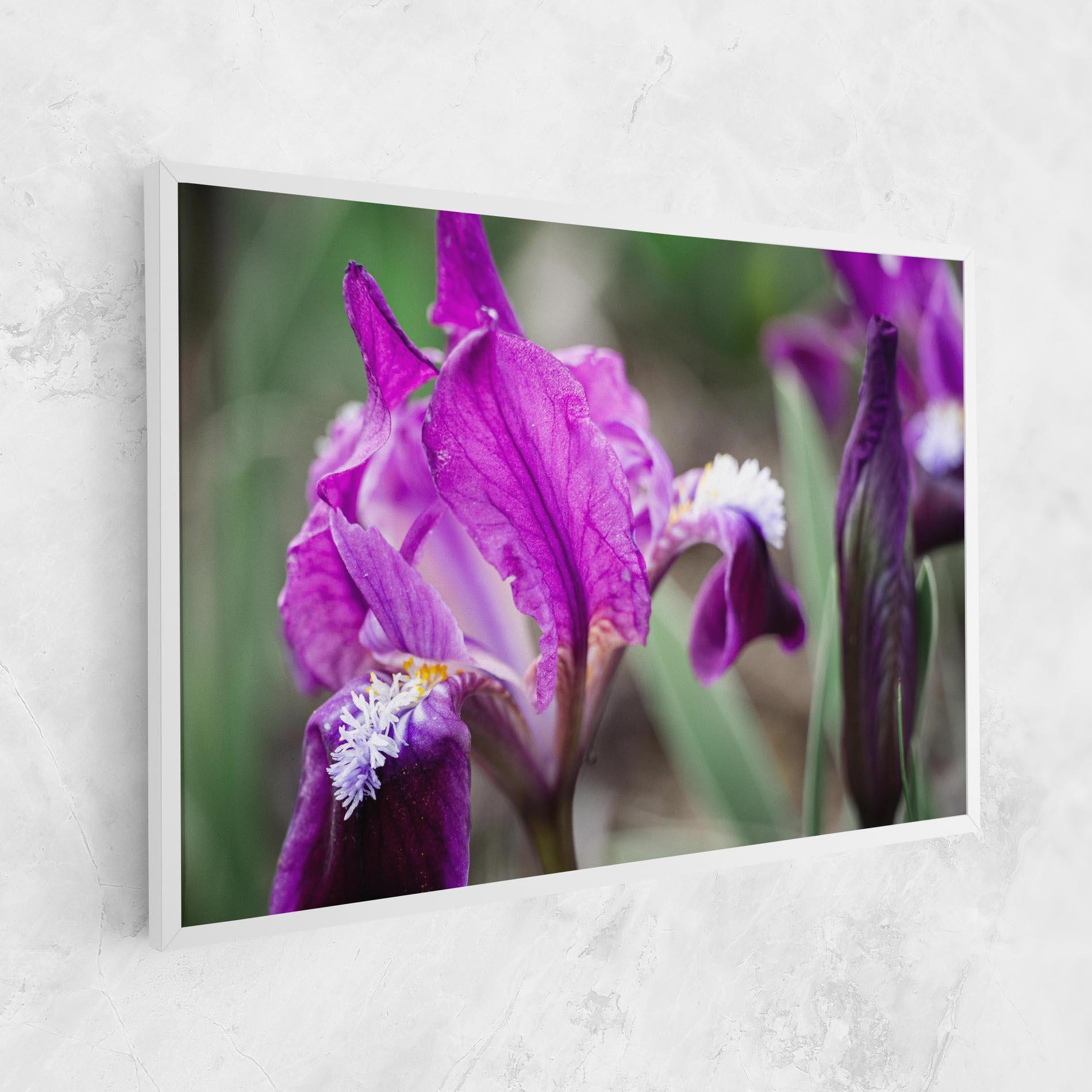 Leinwandbild Dark Pink Iris mockup 1