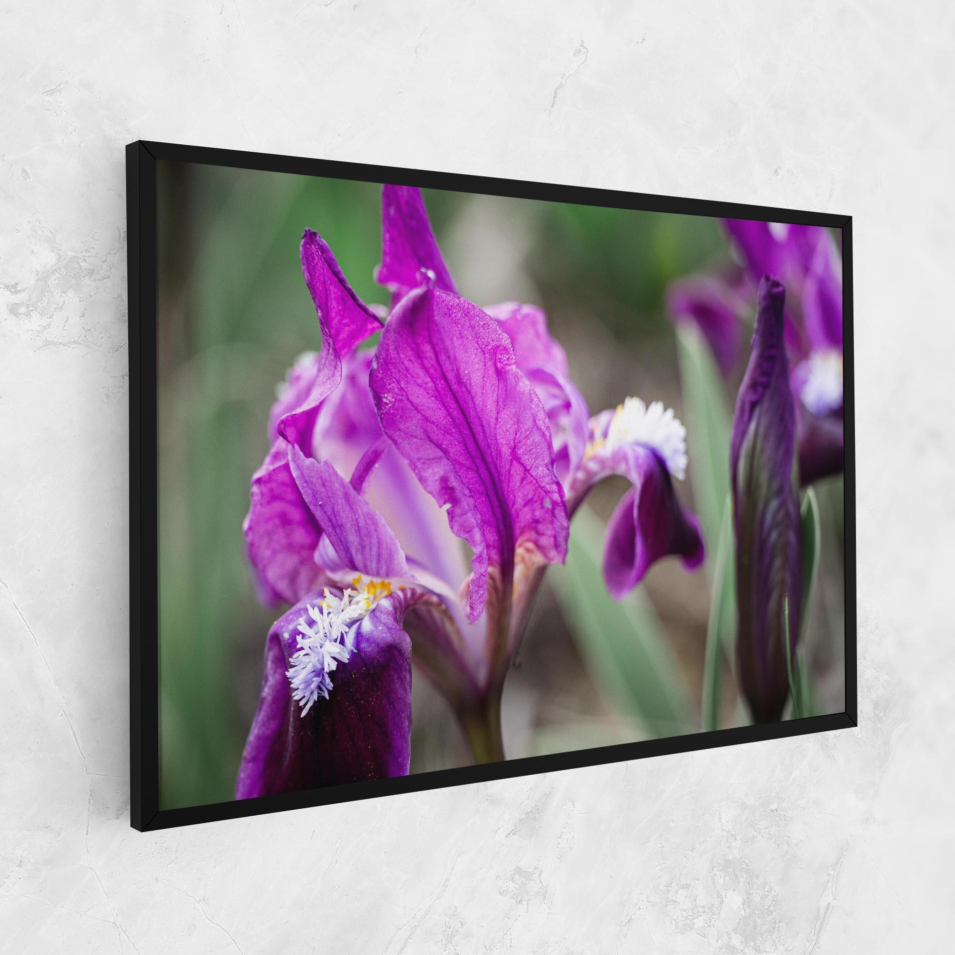 Leinwandbild Dark Pink Iris mockup 1