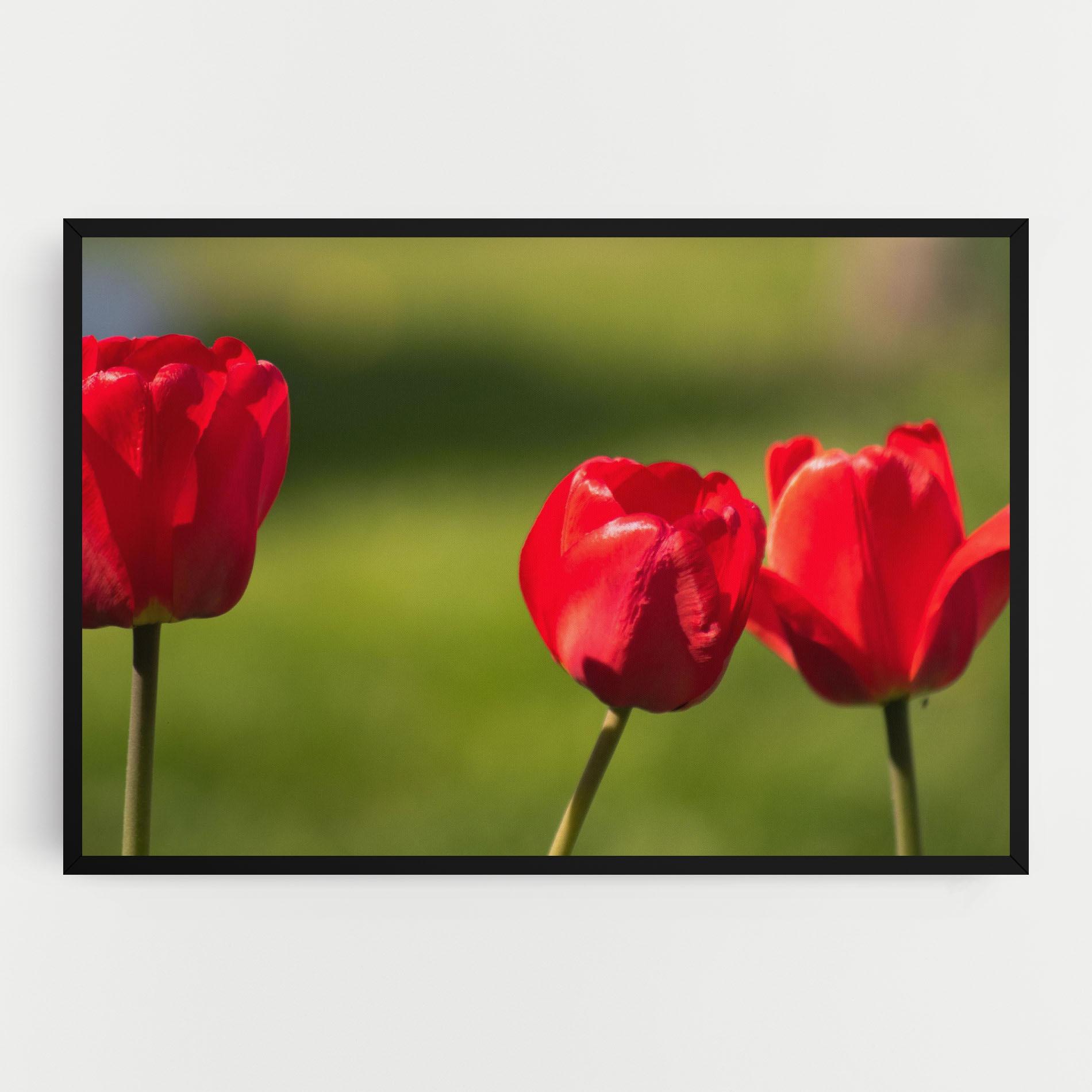 Leinwandbild 3 Red Tulips mockup 0