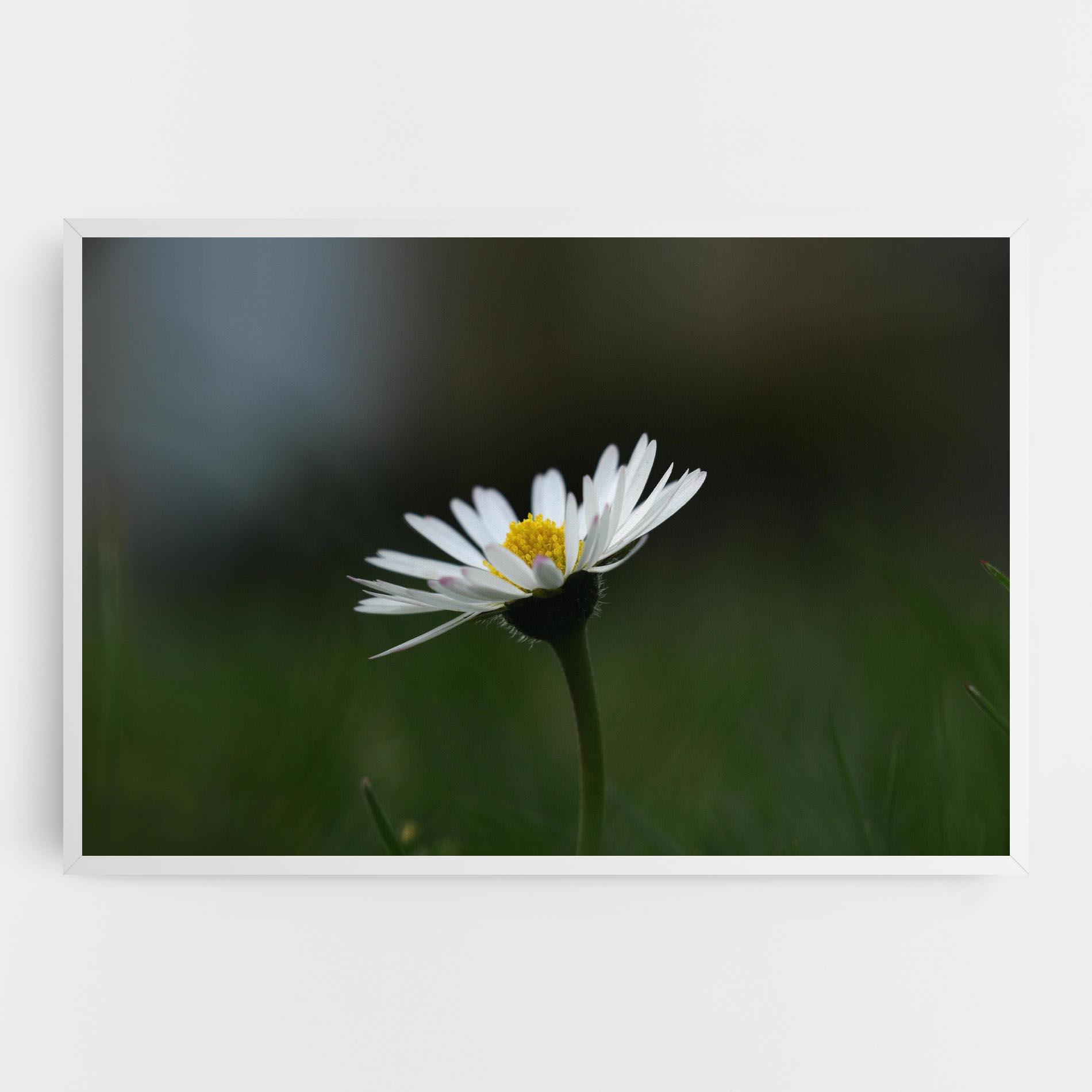 Leinwandbild Garden Daisy mockup 0