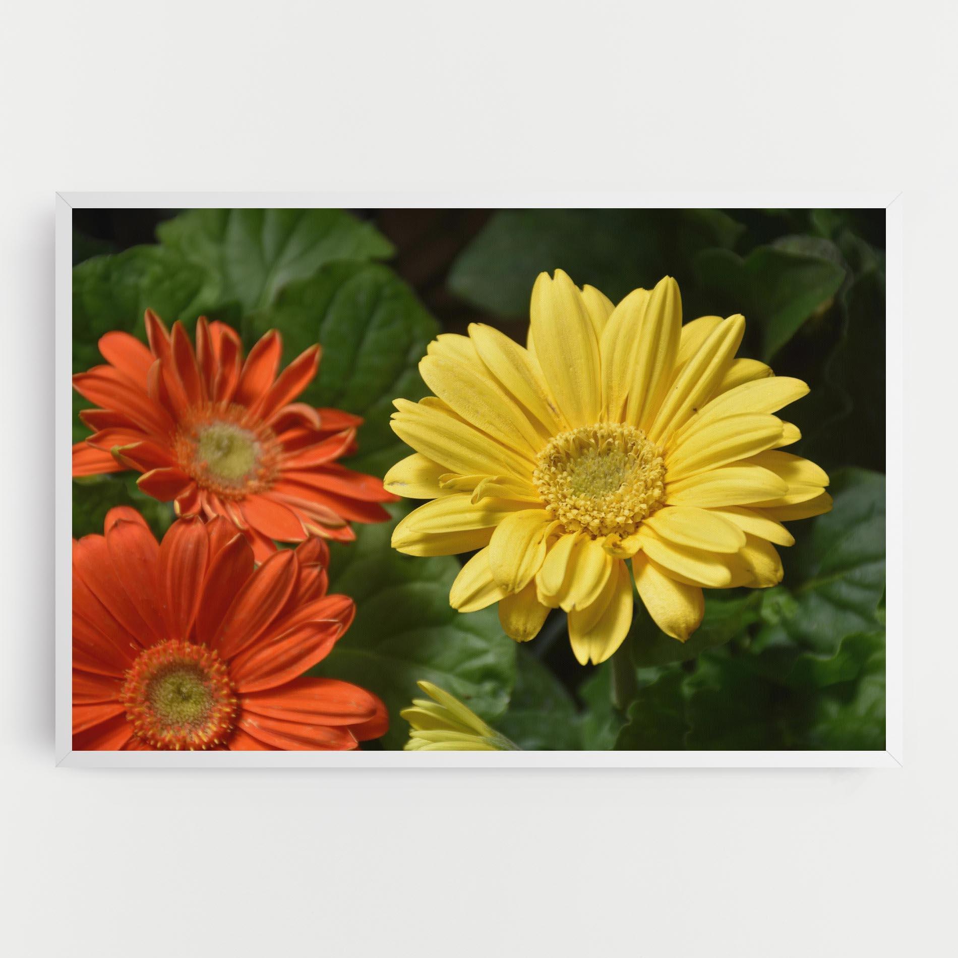 Leinwandbild Orange Yellow Daisy mockup 0