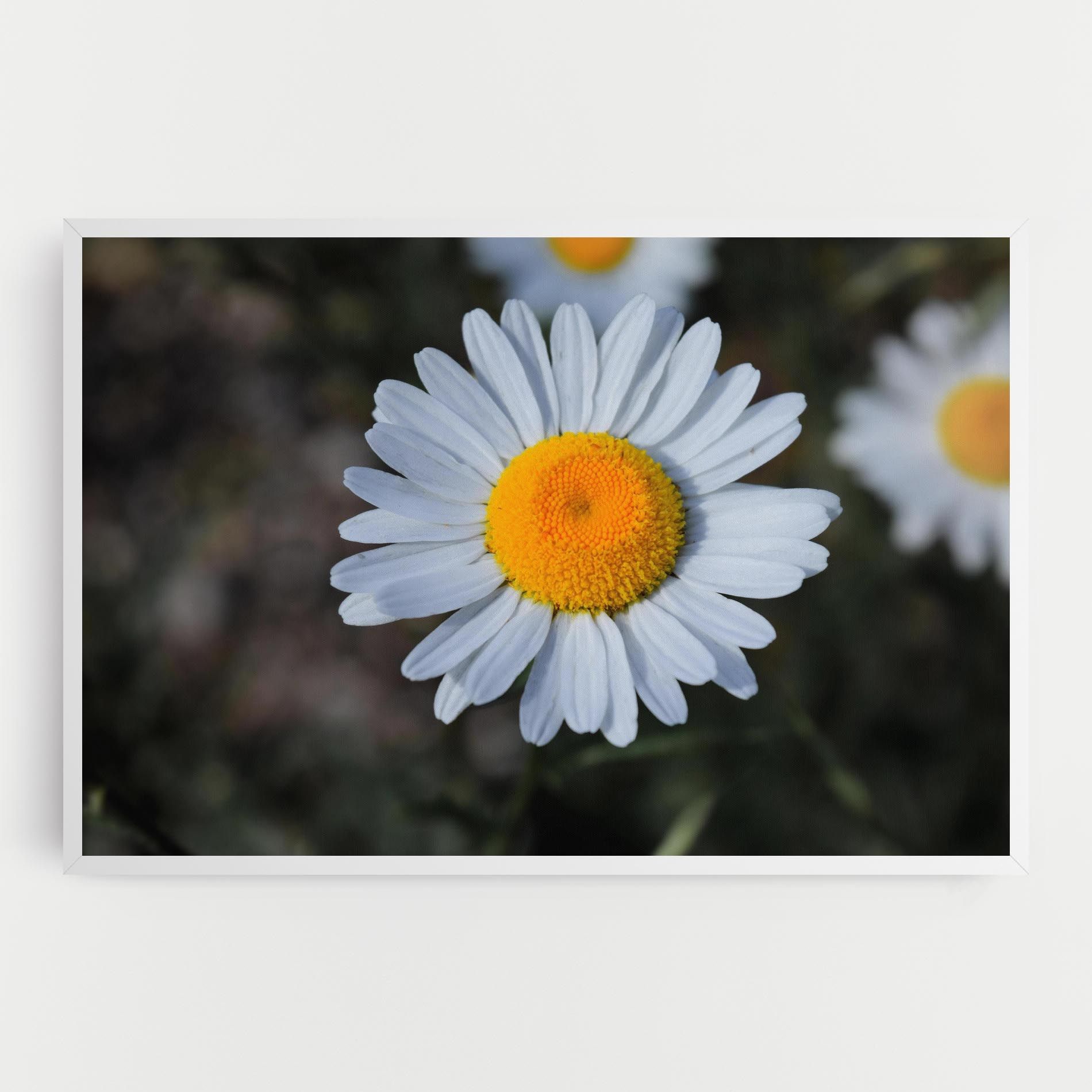 Strong Yellow Daisy mockup 0