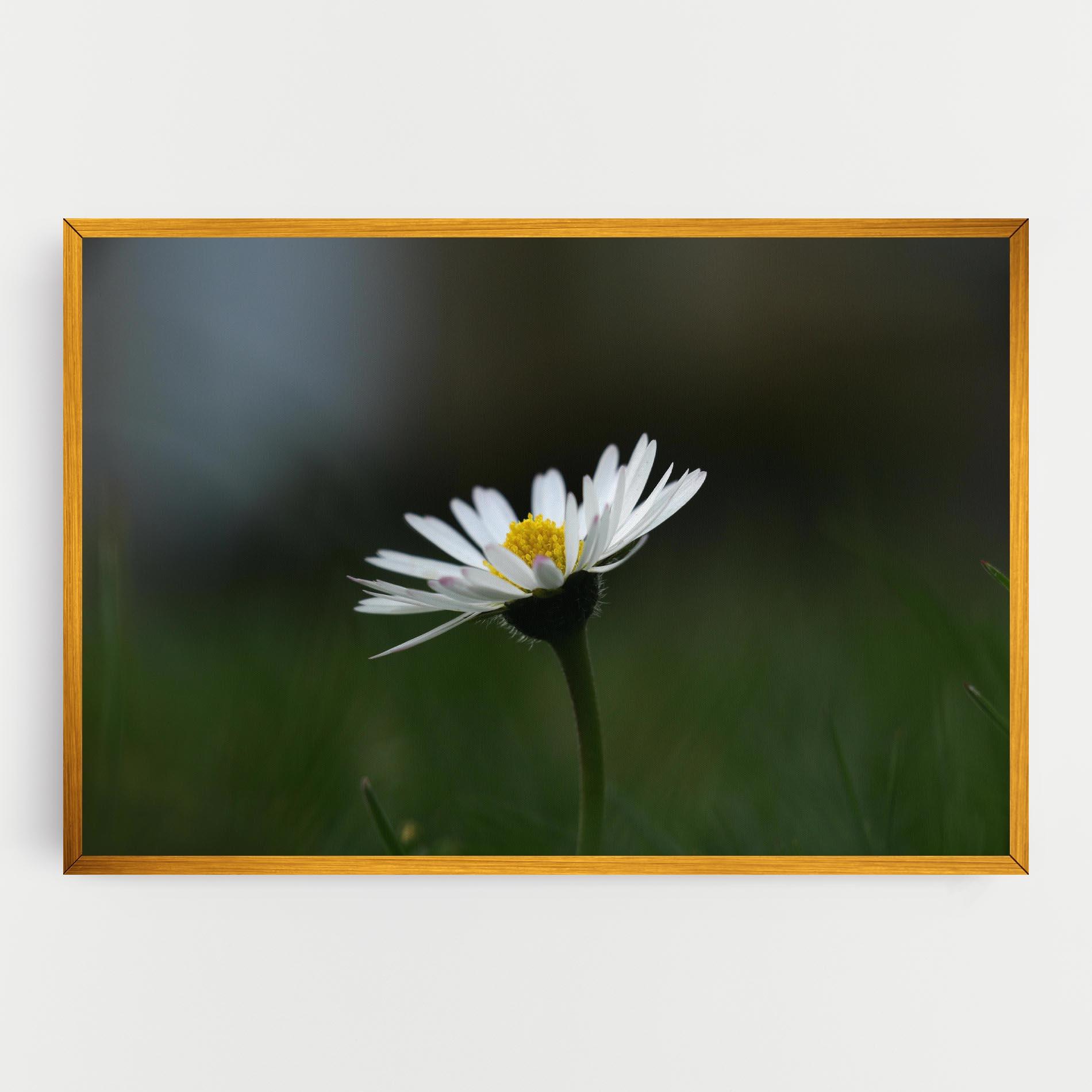 Leinwandbild Garden Daisy mockup 0
