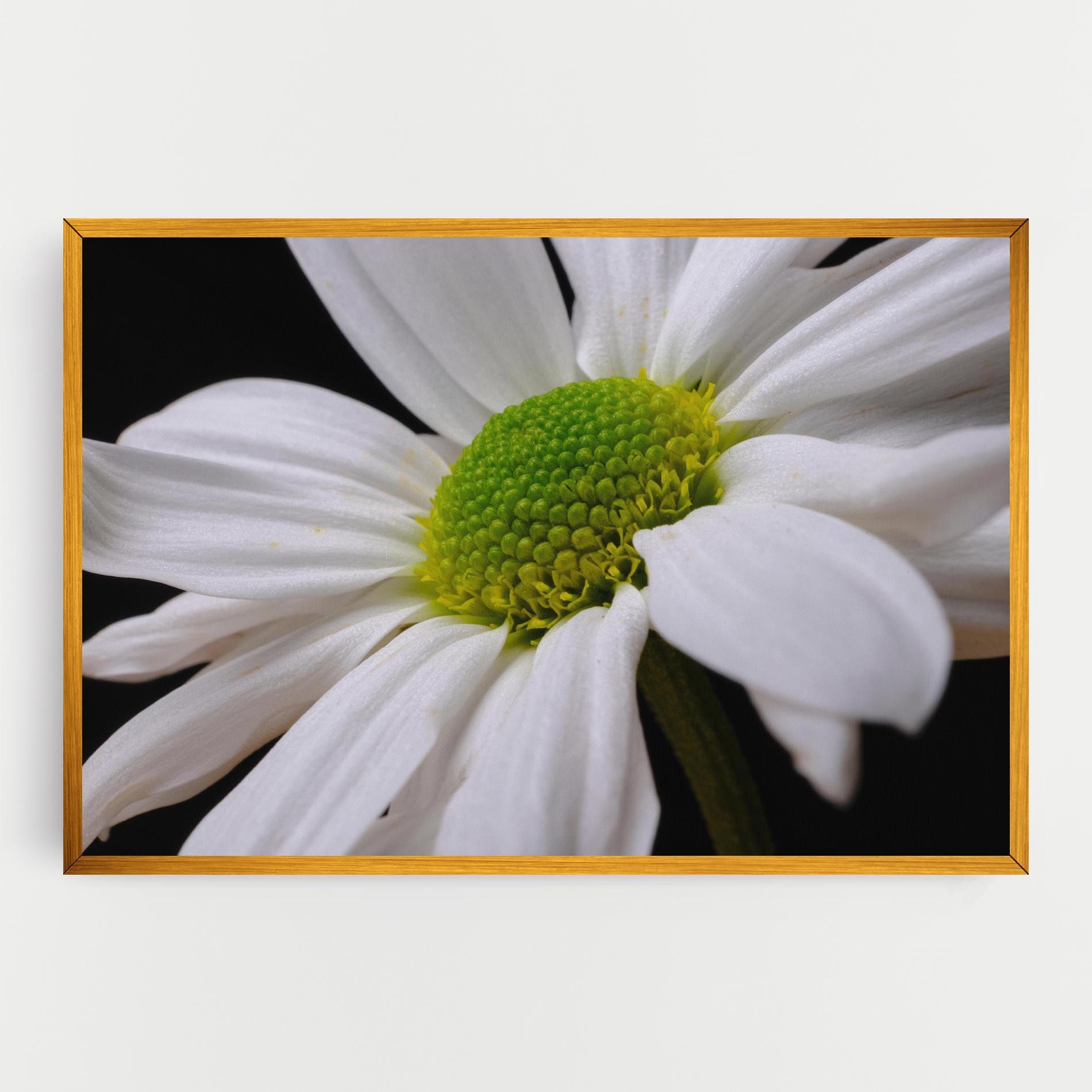 Green Middle Daisy mockup 0