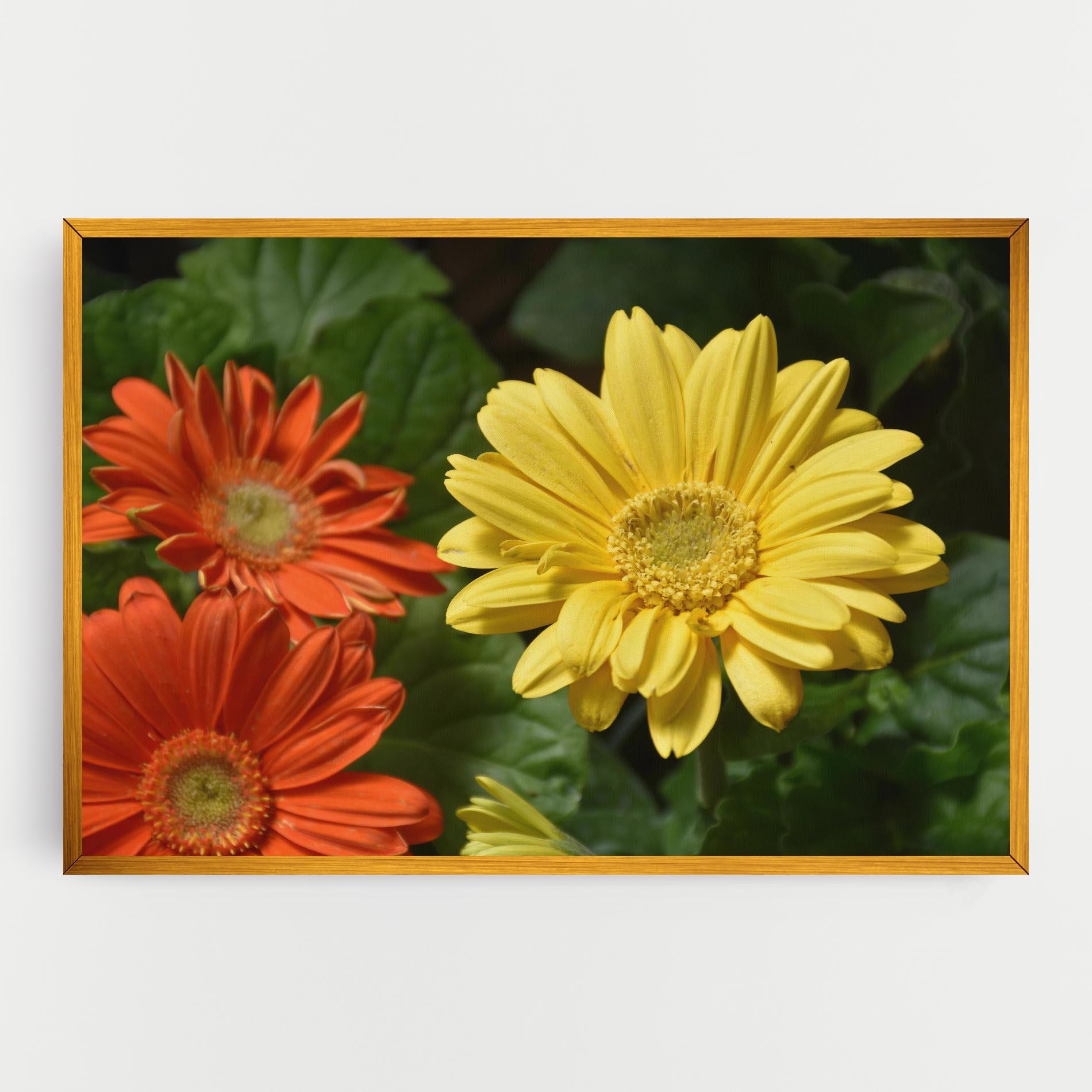 Leinwandbild Orange Yellow Daisy mockup 0