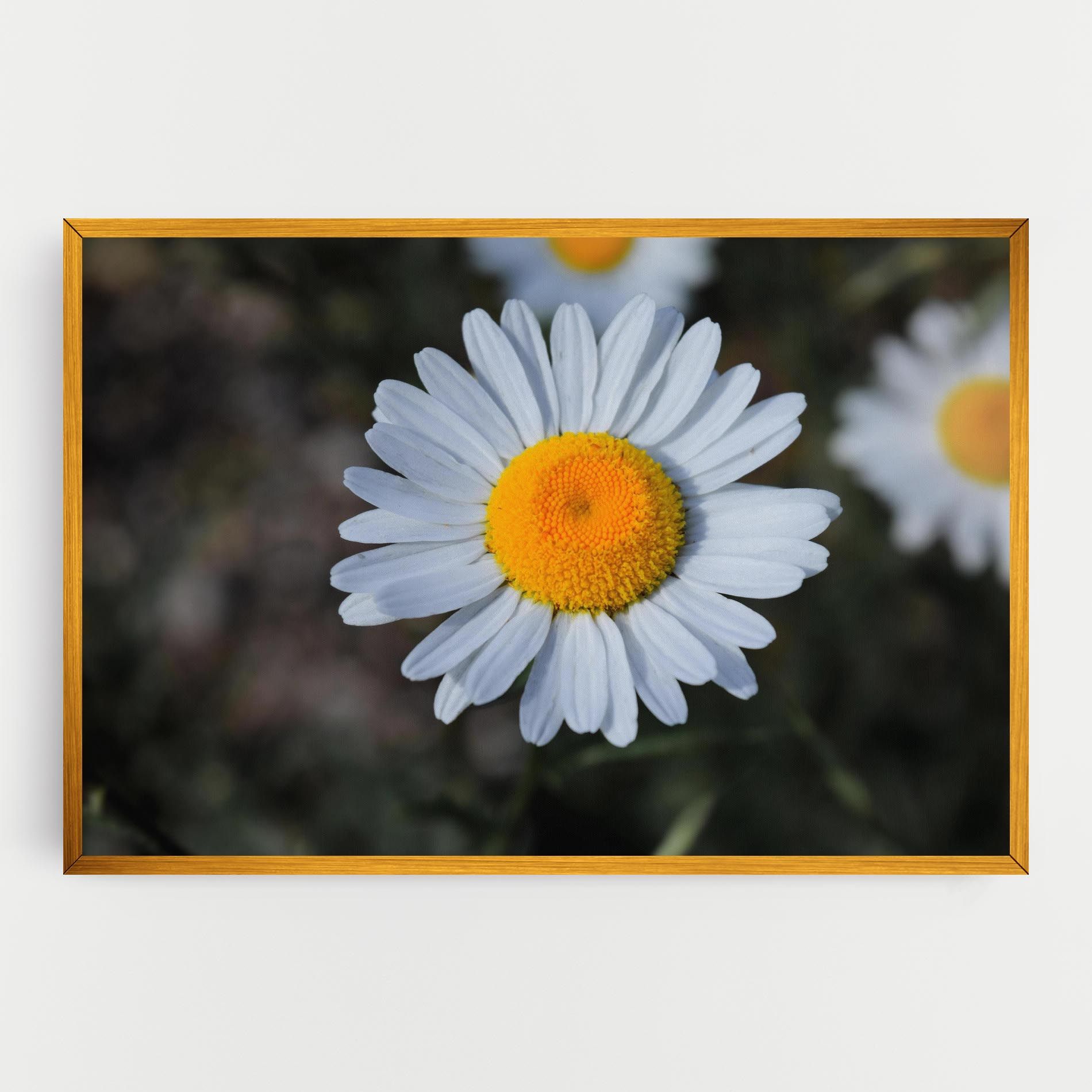 Strong Yellow Daisy mockup 0