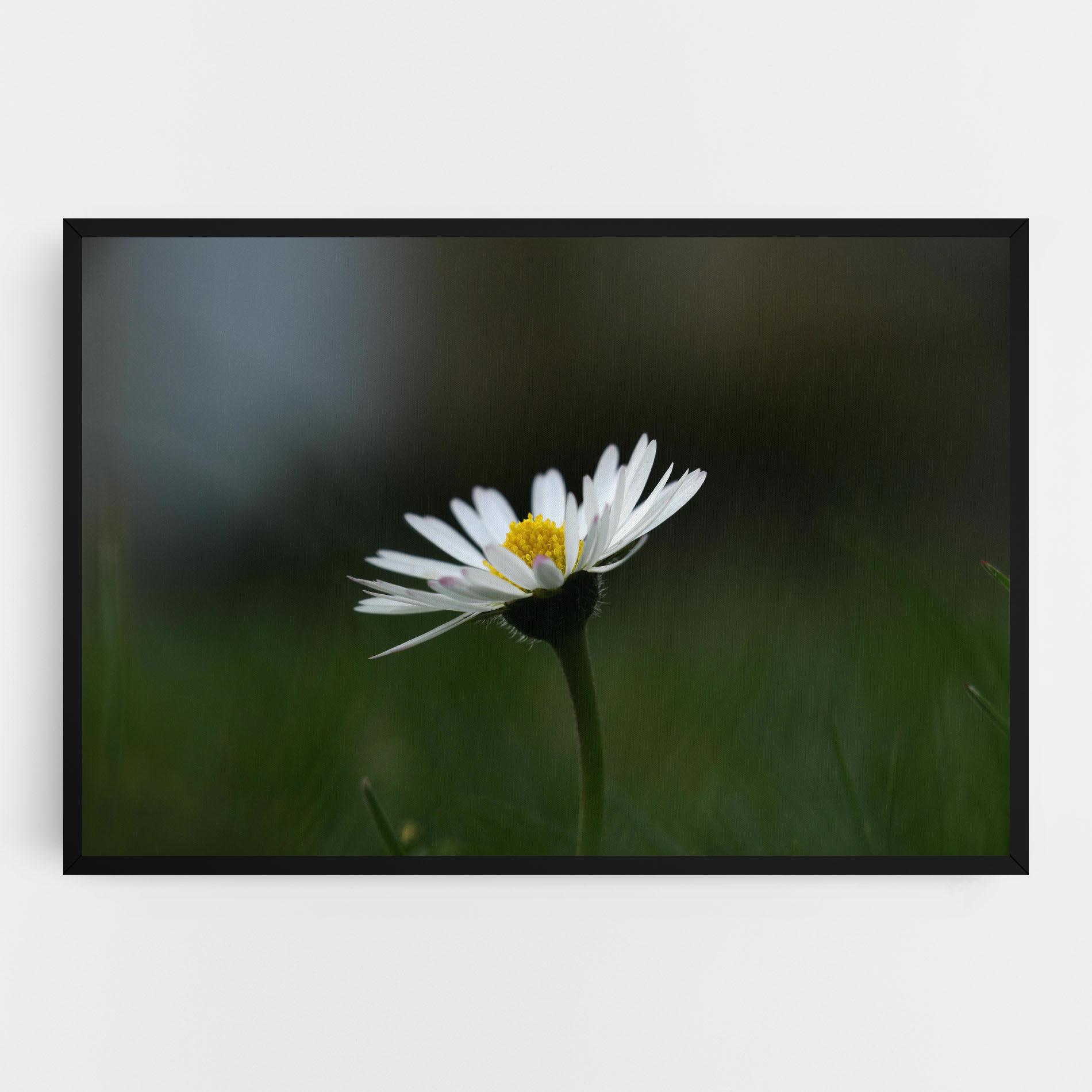 Leinwandbild Garden Daisy mockup 0