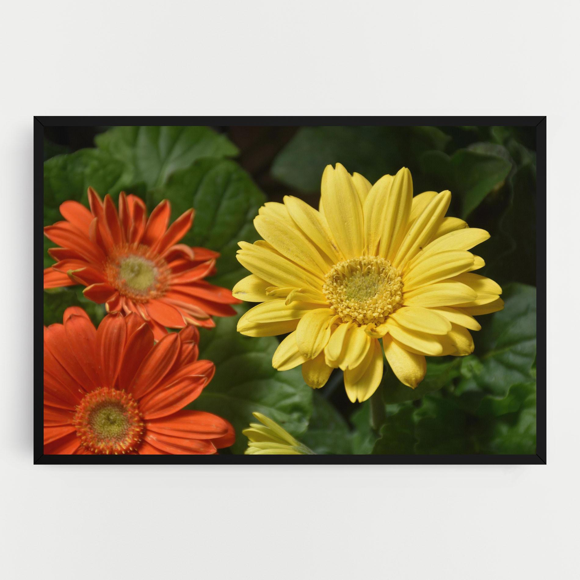 Leinwandbild Orange Yellow Daisy mockup 0