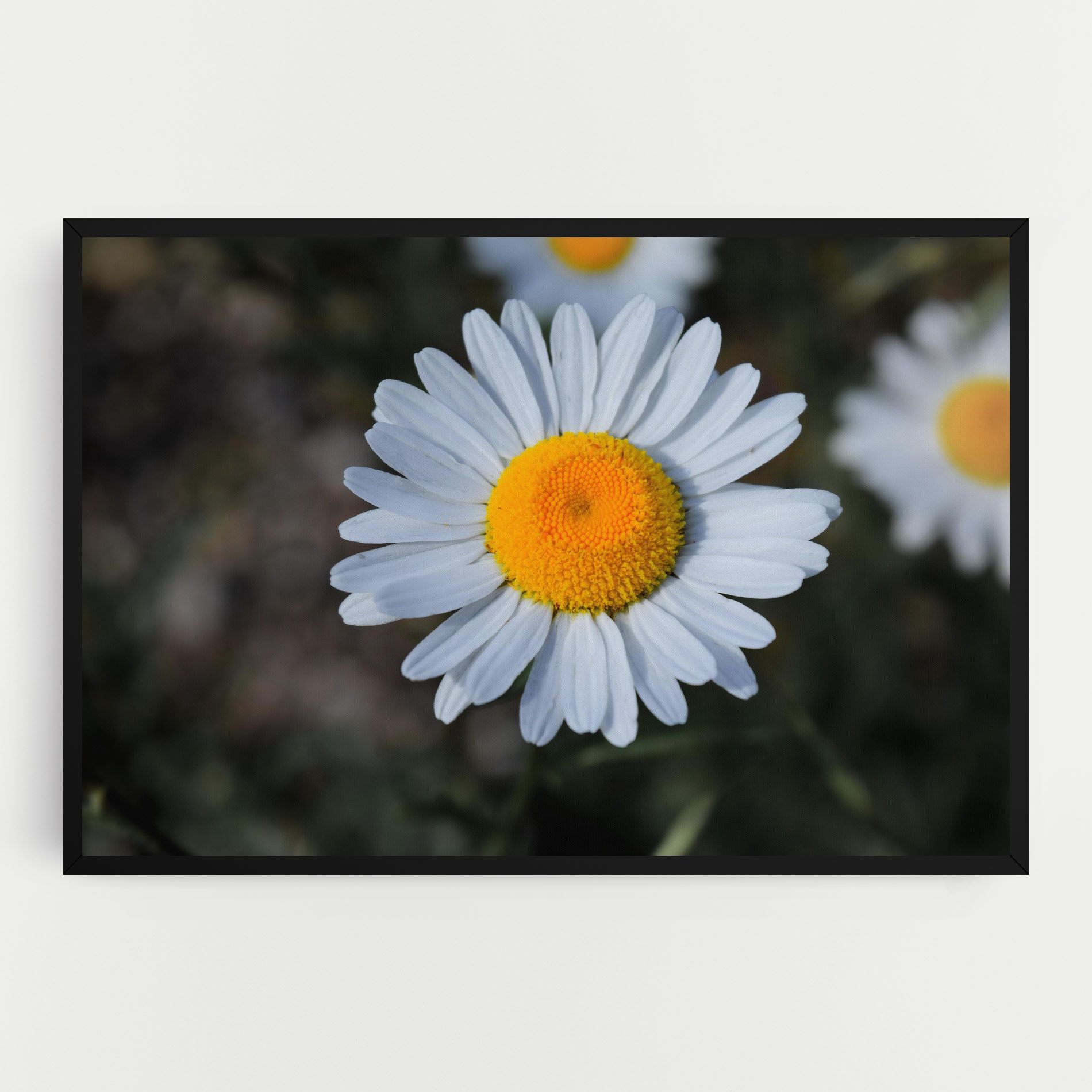 Strong Yellow Daisy mockup 0