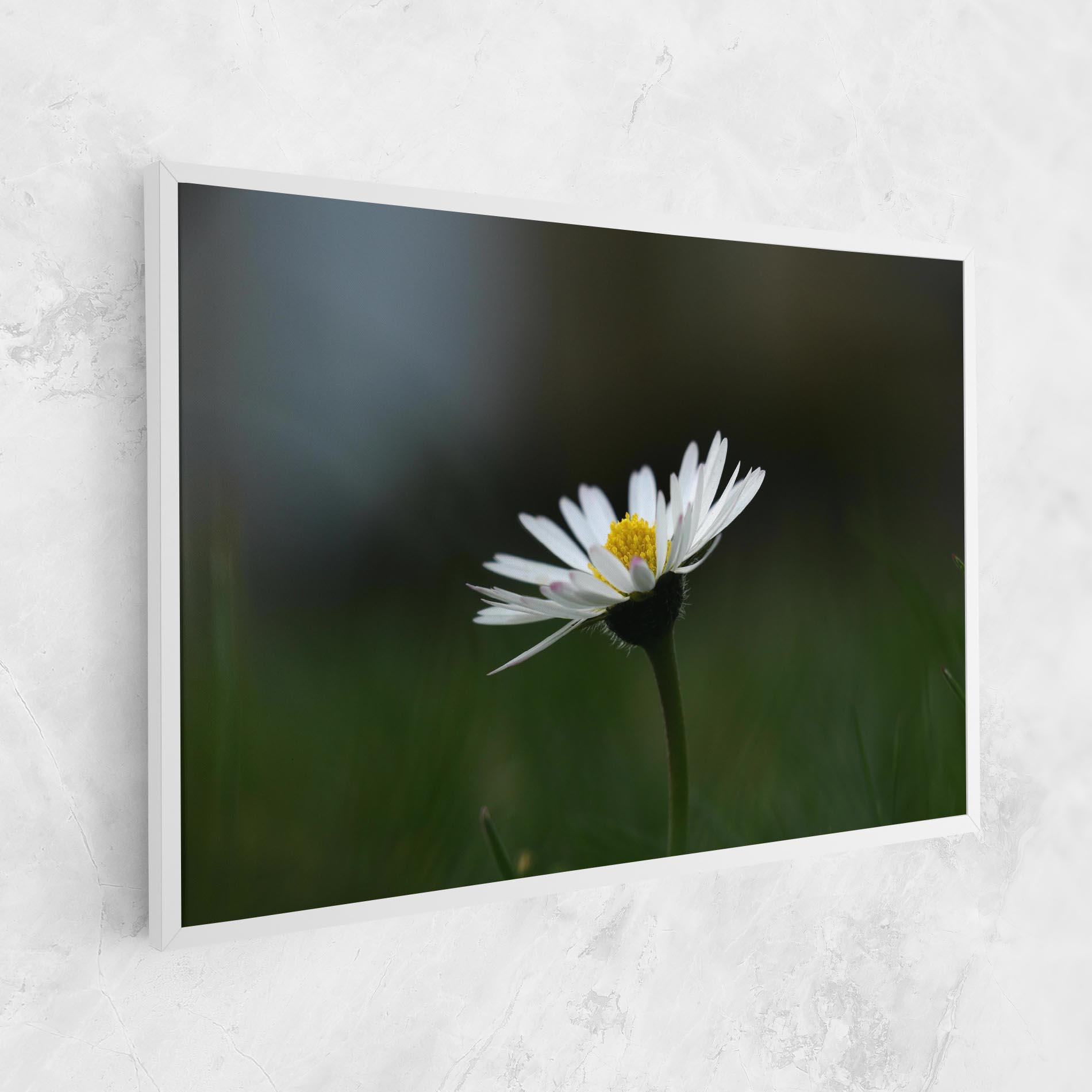 Leinwandbild Garden Daisy mockup 1