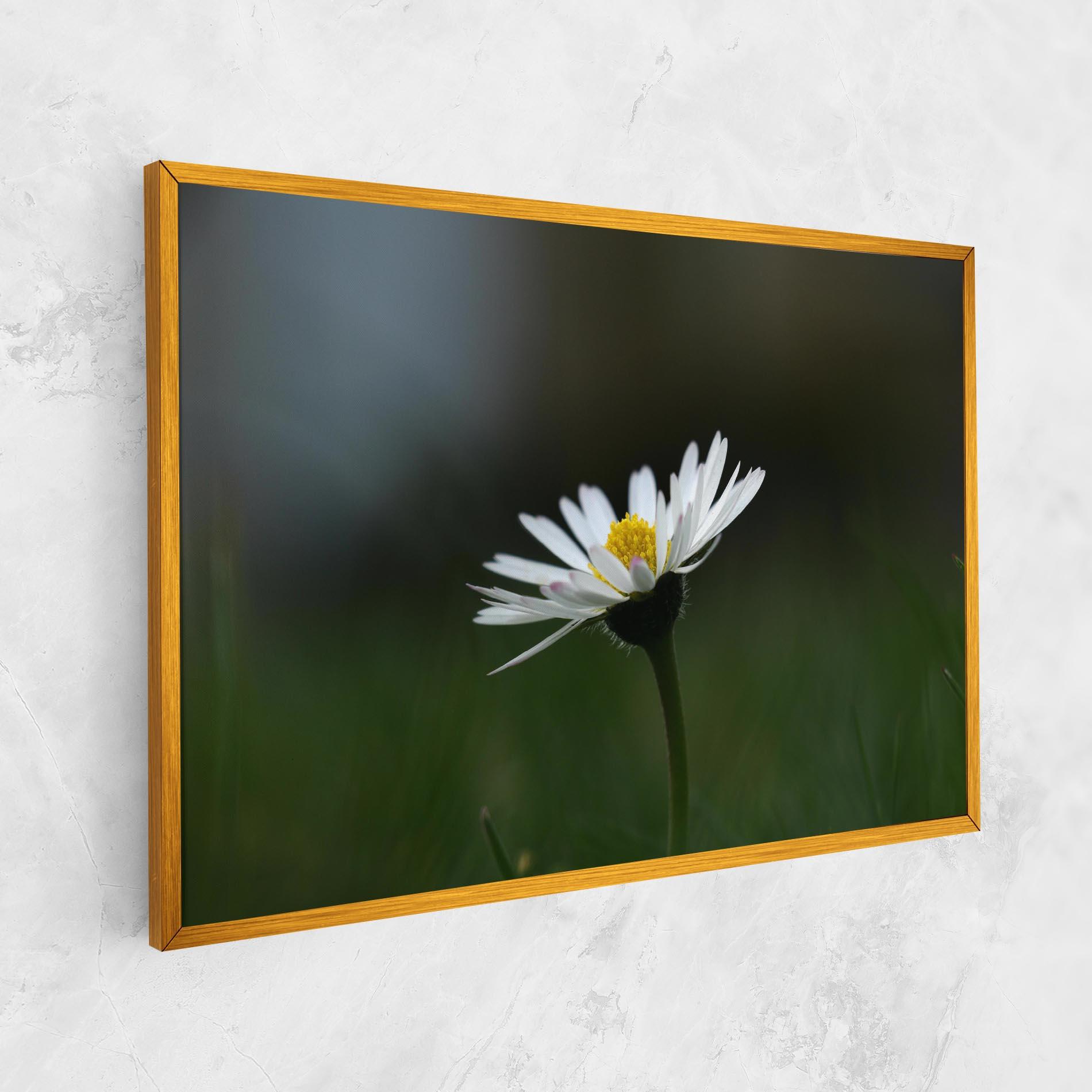 Leinwandbild Garden Daisy mockup 1