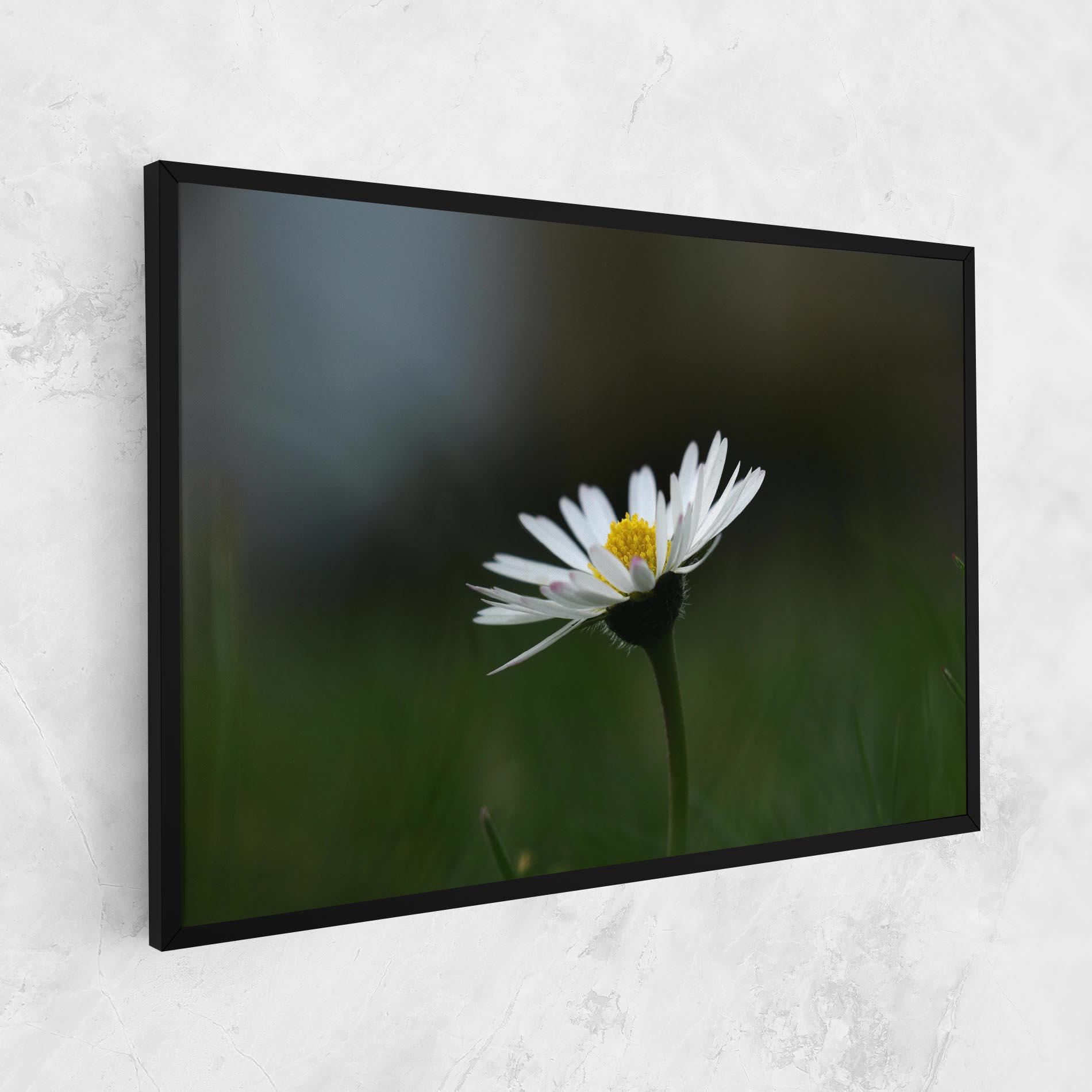 Leinwandbild Garden Daisy mockup 1