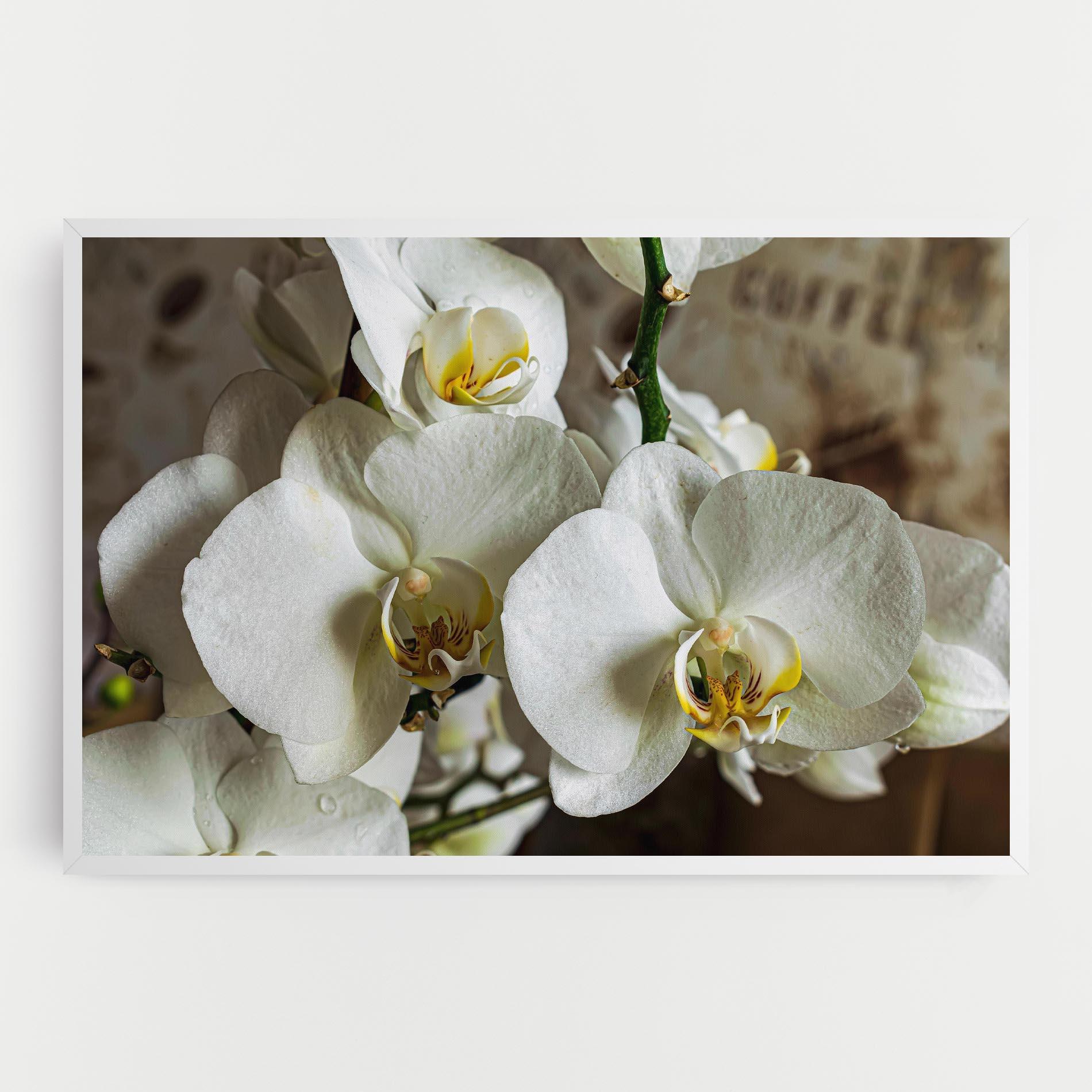 Leinwandbild Beautiful White Orchids mockup 0