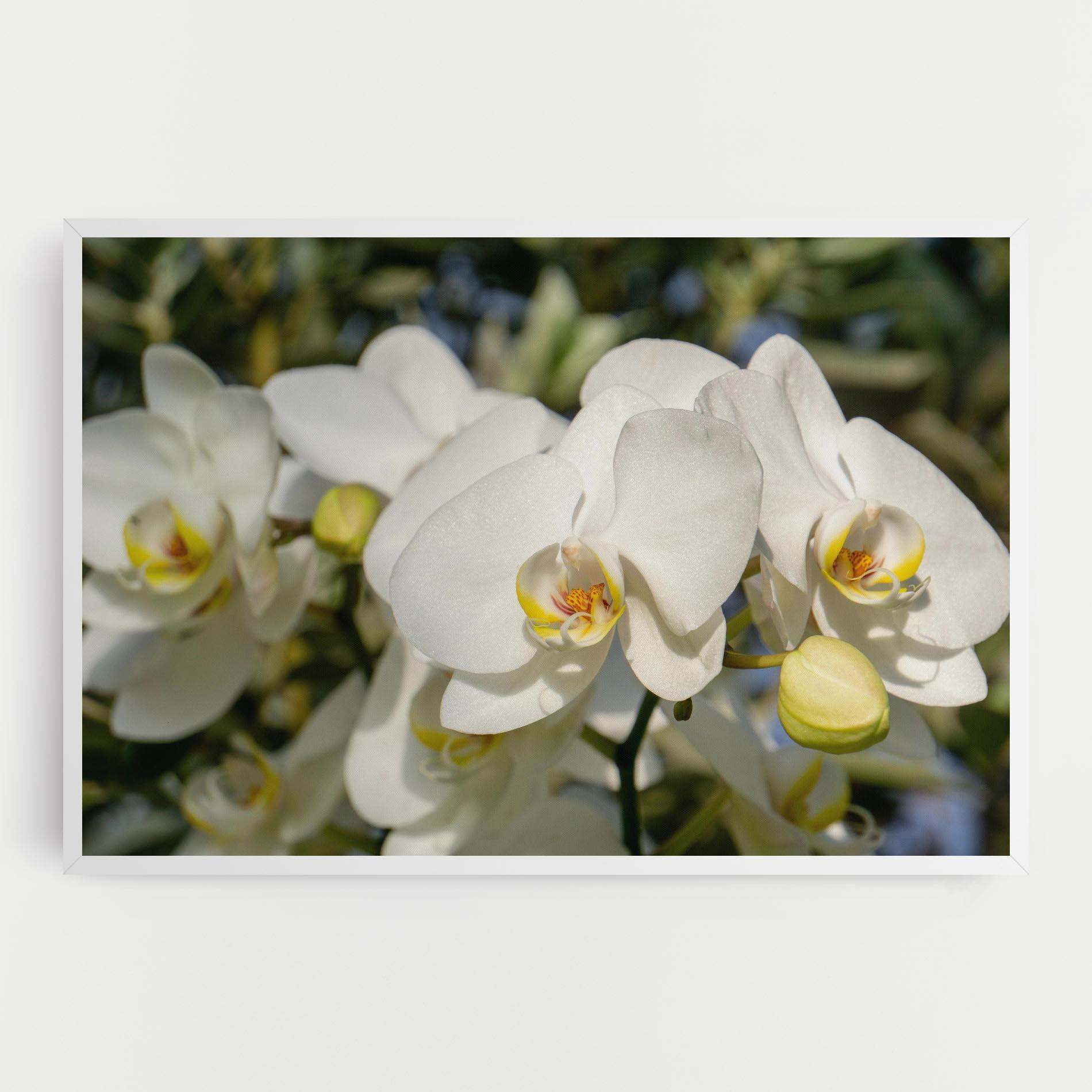 Leinwandbild Big Orchids In Nature mockup 0