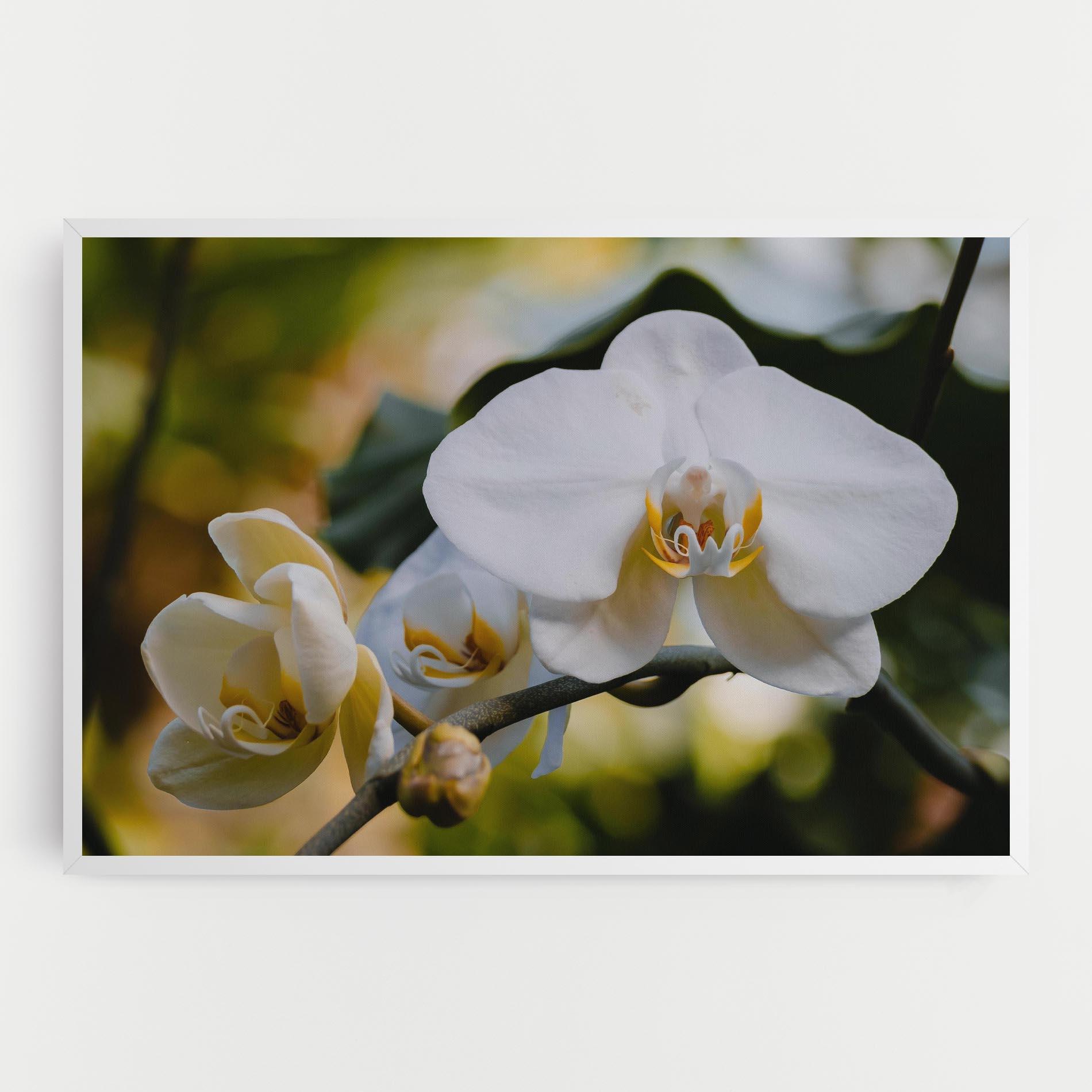 Leinwandbild Cream Orchid In Nature mockup 0