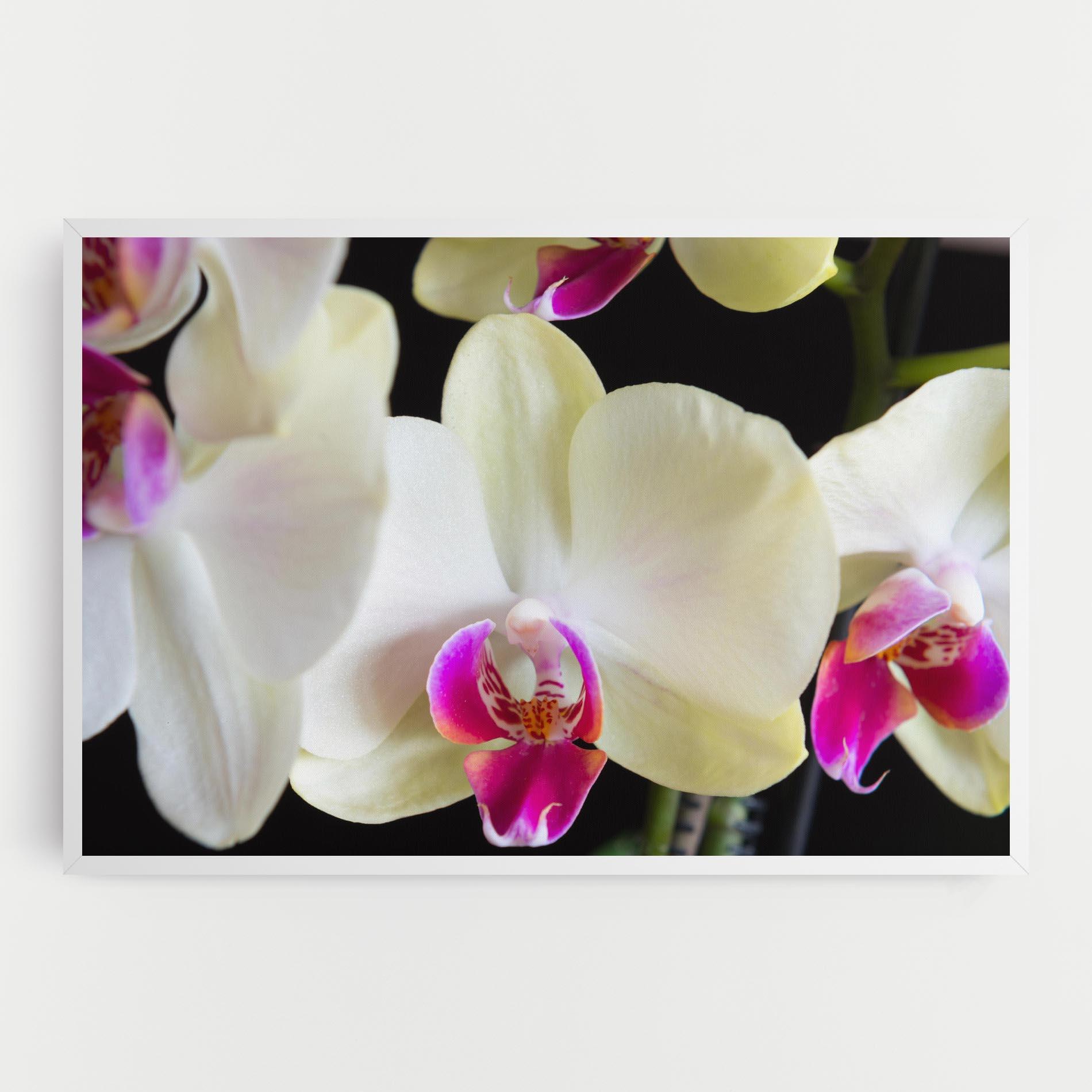 Leinwandbild Cream Purple Orchids mockup 0