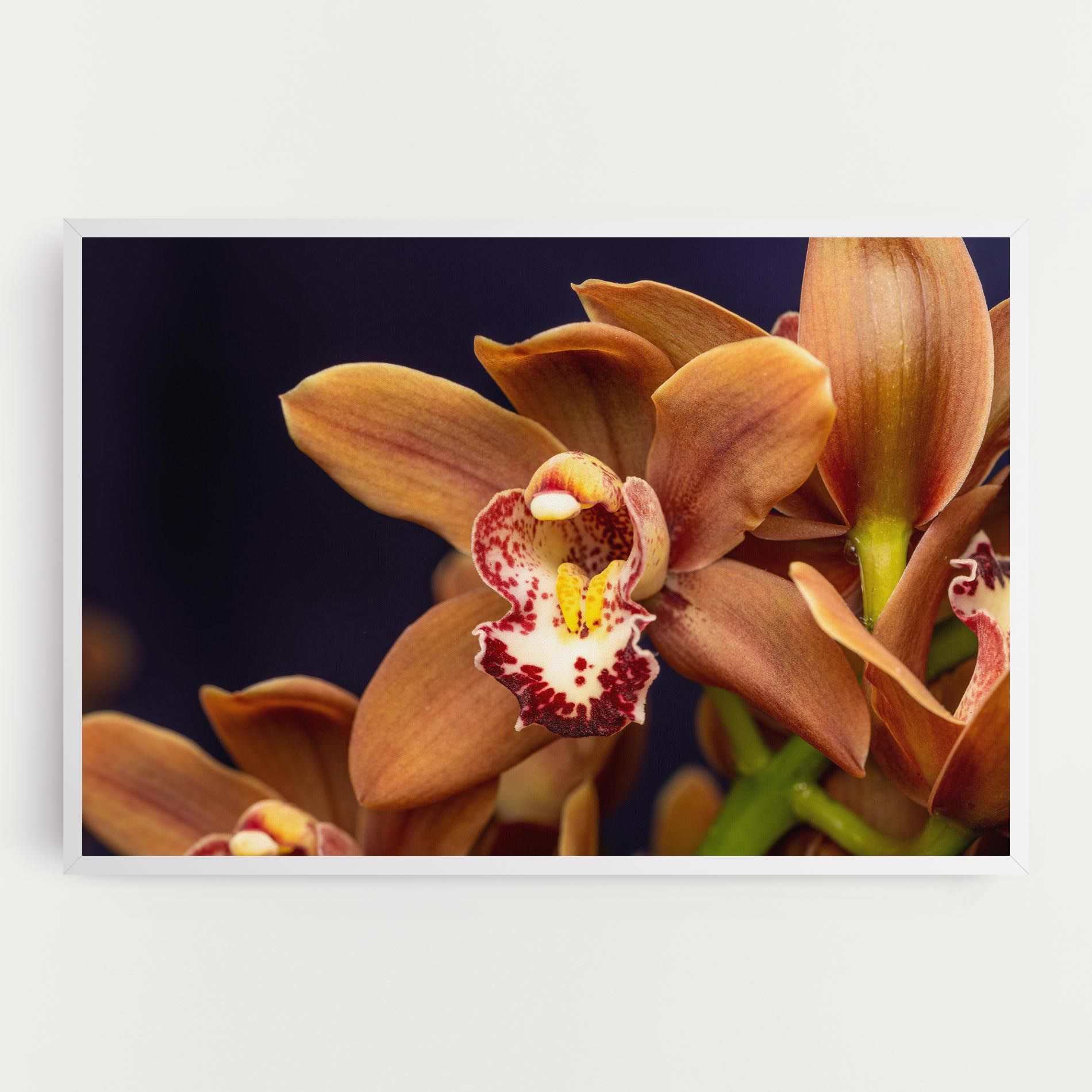Dirty Orange Orchid mockup 0