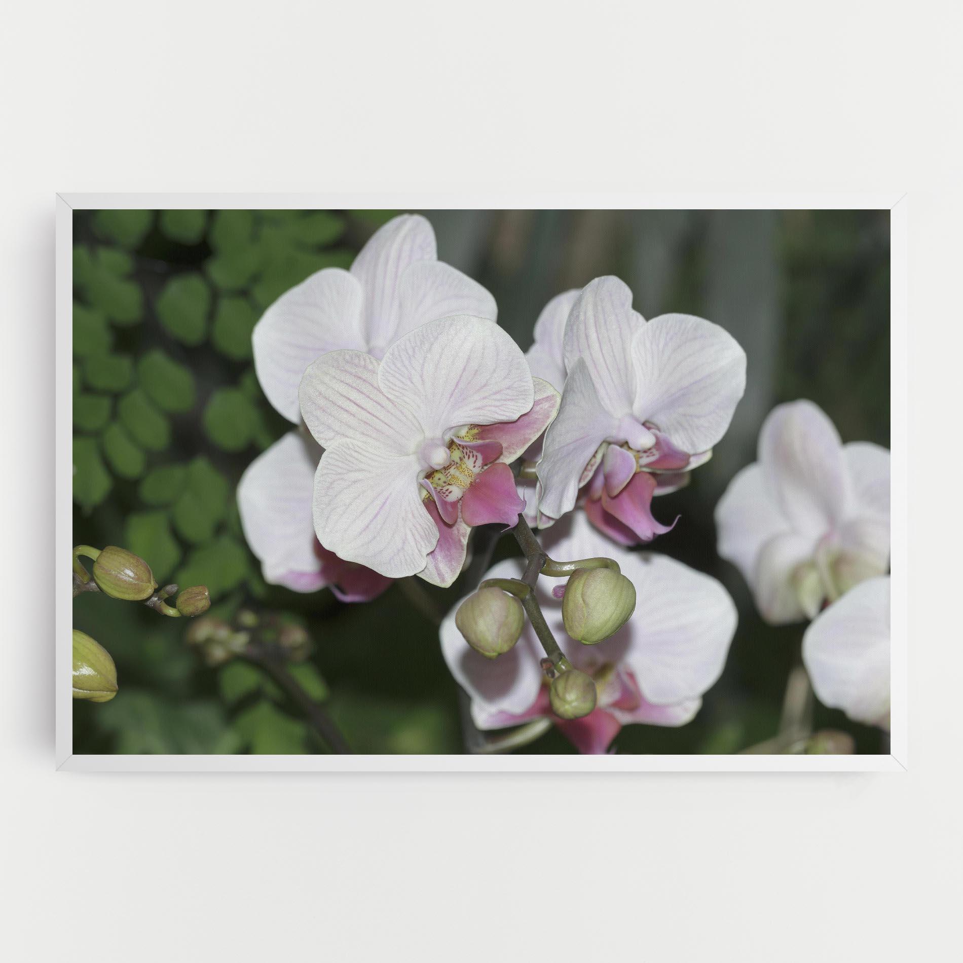 Leinwandbild Orchid Botanical Garden mockup 0