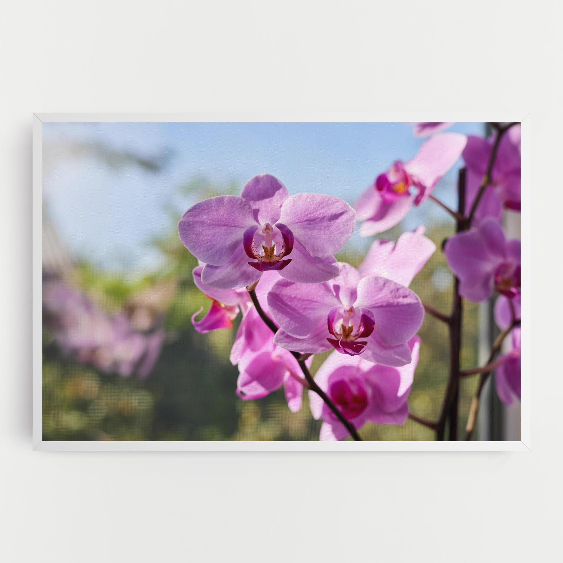 Leinwandbild Orchids In The Garden mockup 0