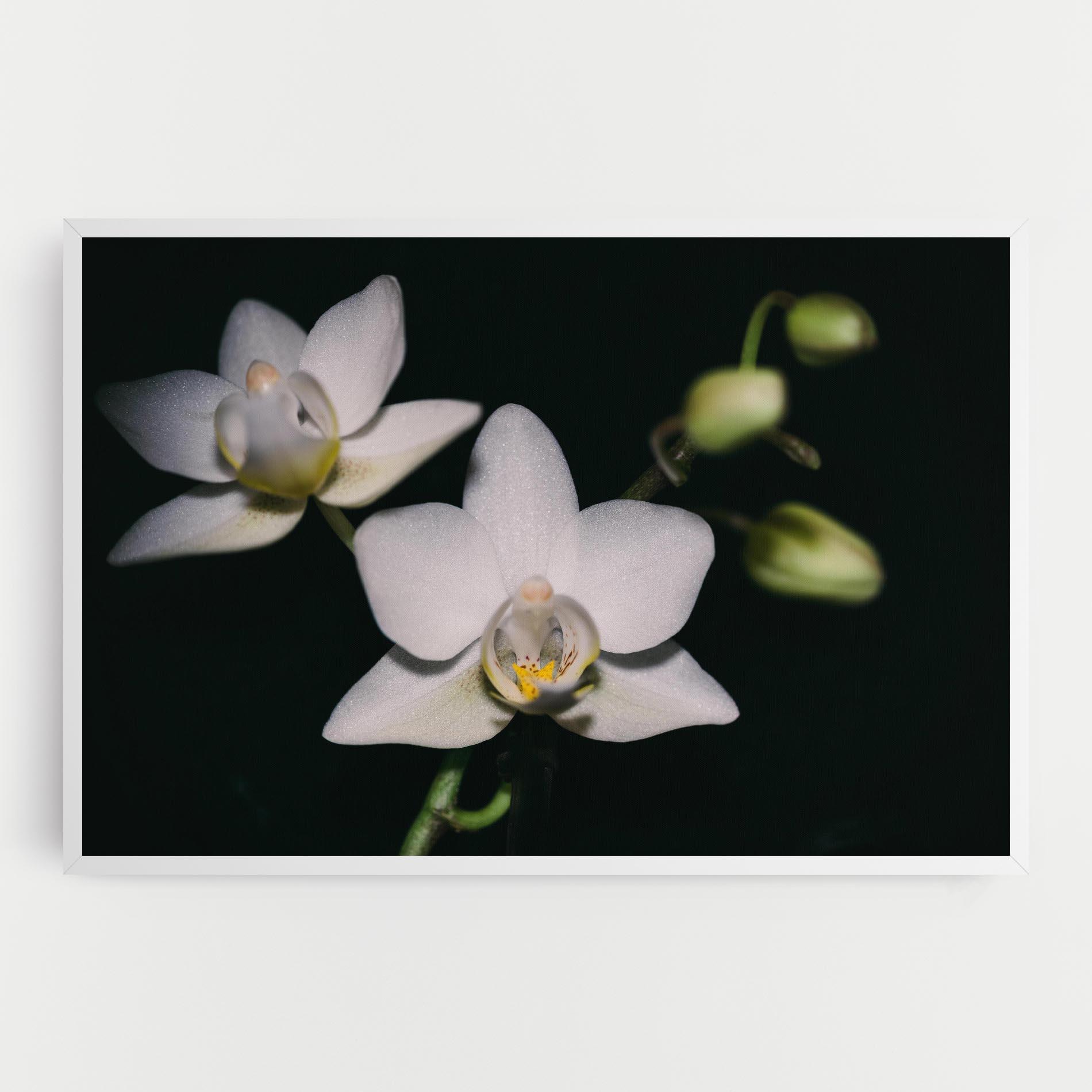 Leinwandbild Orchids On Black mockup 0