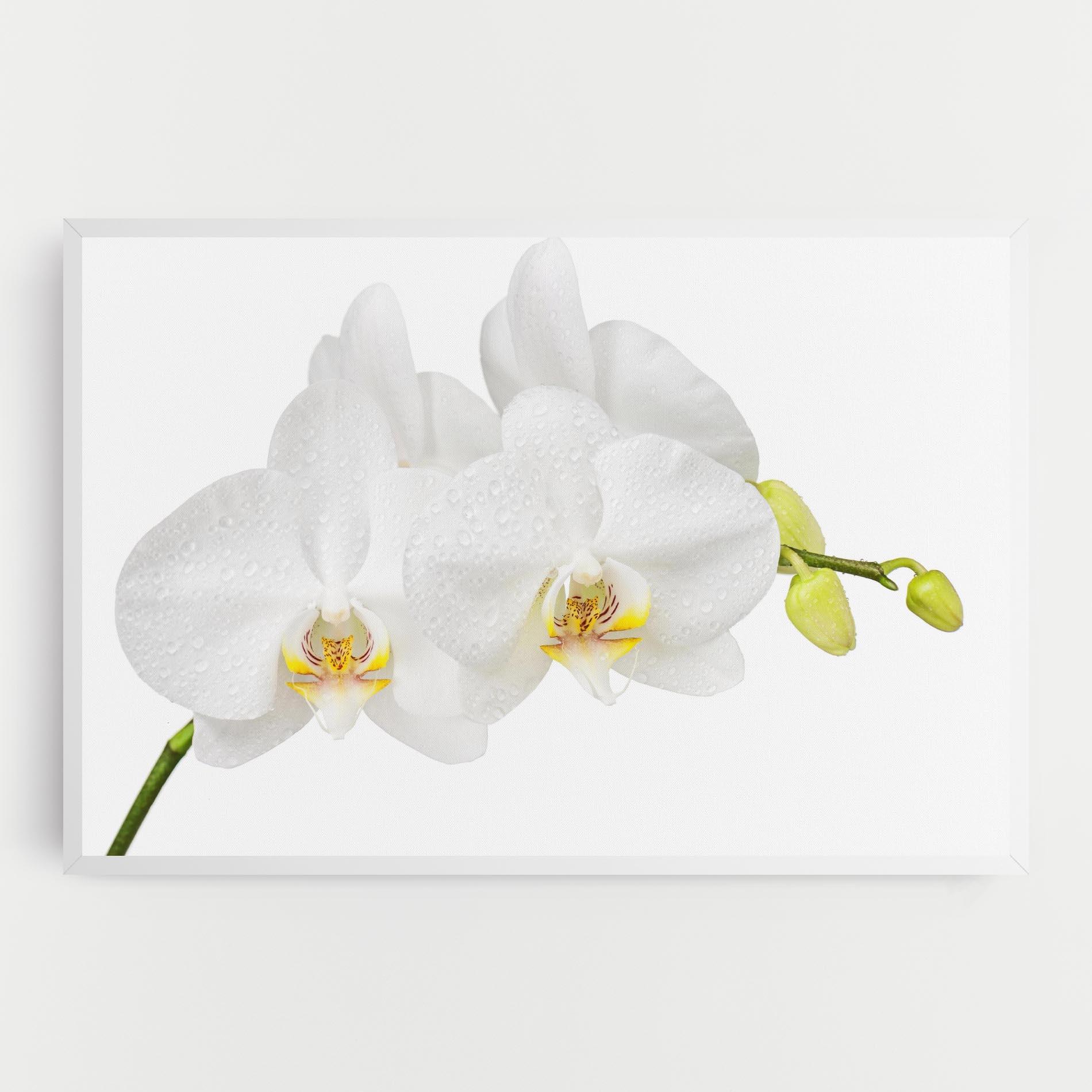 Leinwandbild Orchids On White mockup 0