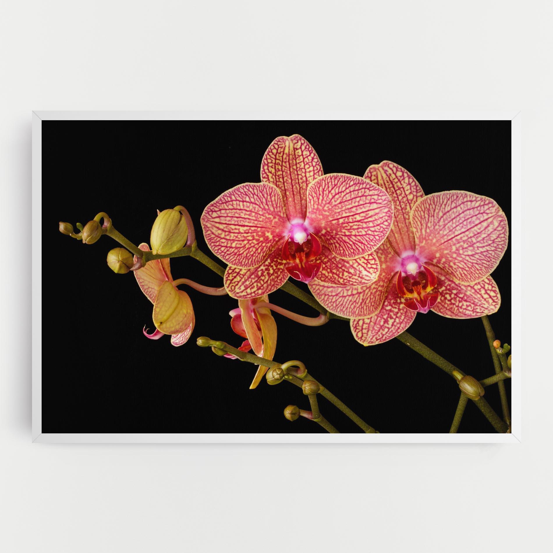 Leinwandbild Pink Orchids On Black mockup 0