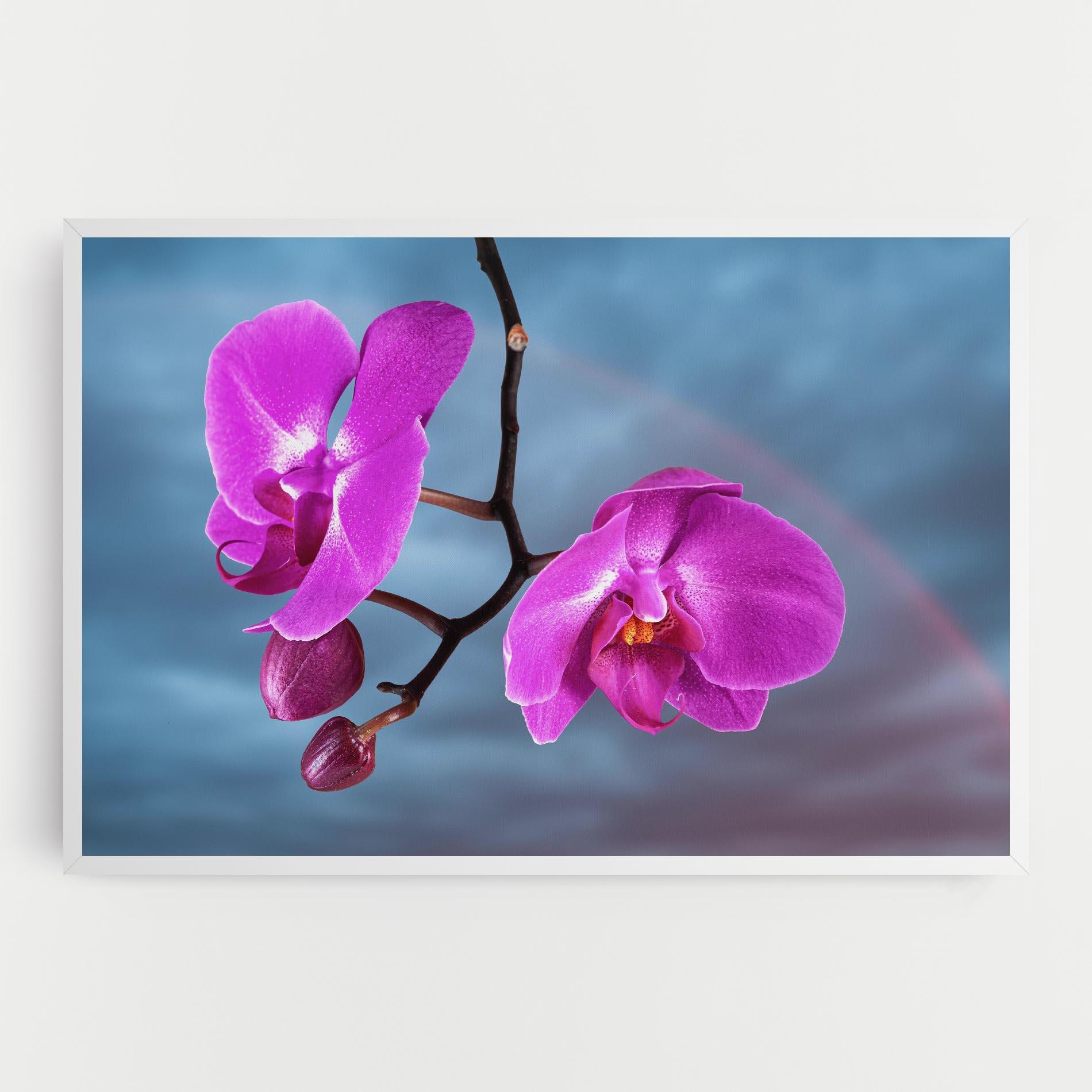 Leinwandbild Sky Purple Orchid mockup 0