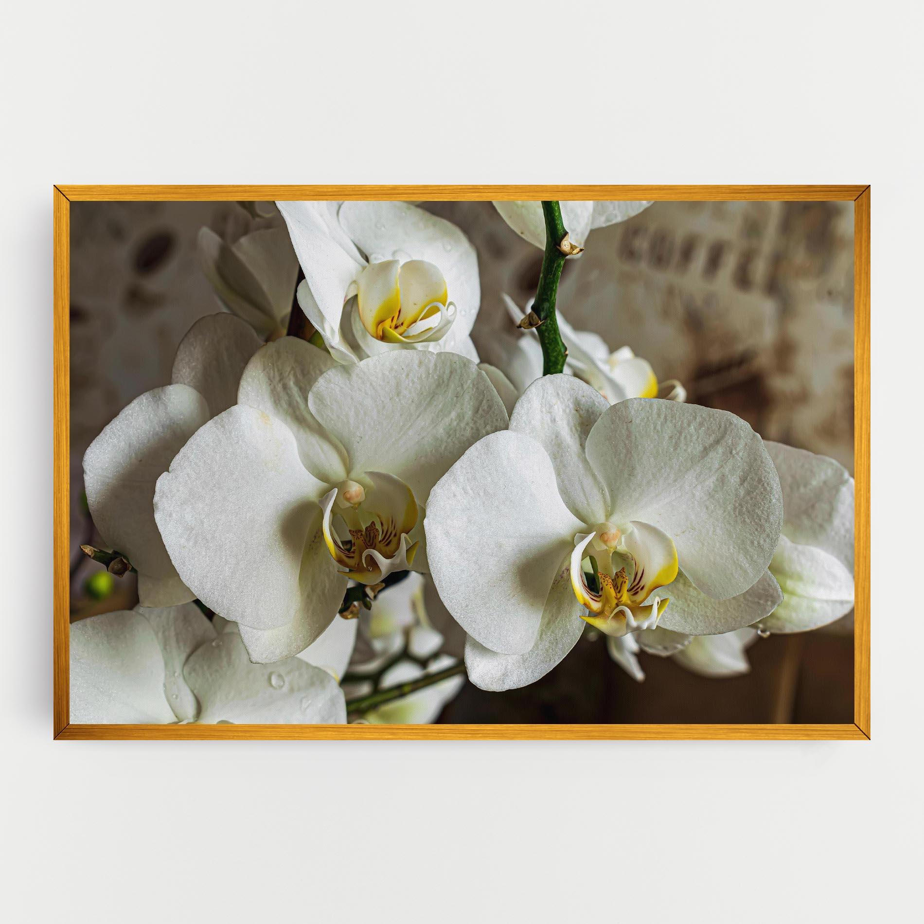 Leinwandbild Beautiful White Orchids mockup 0