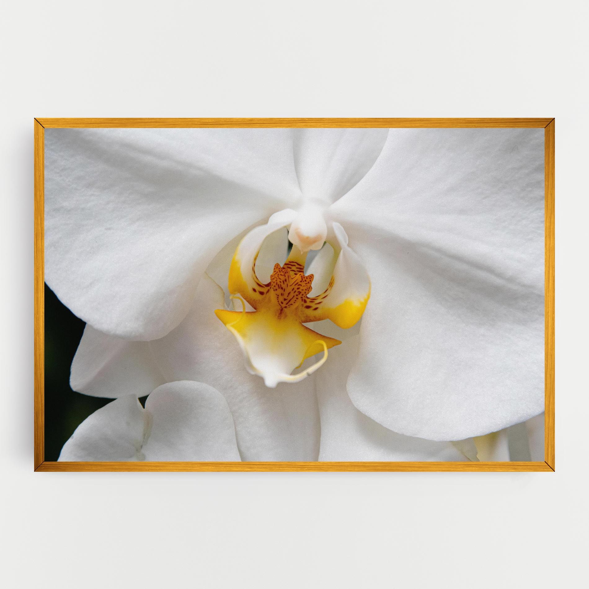 Big Orchid Close Up mockup 0